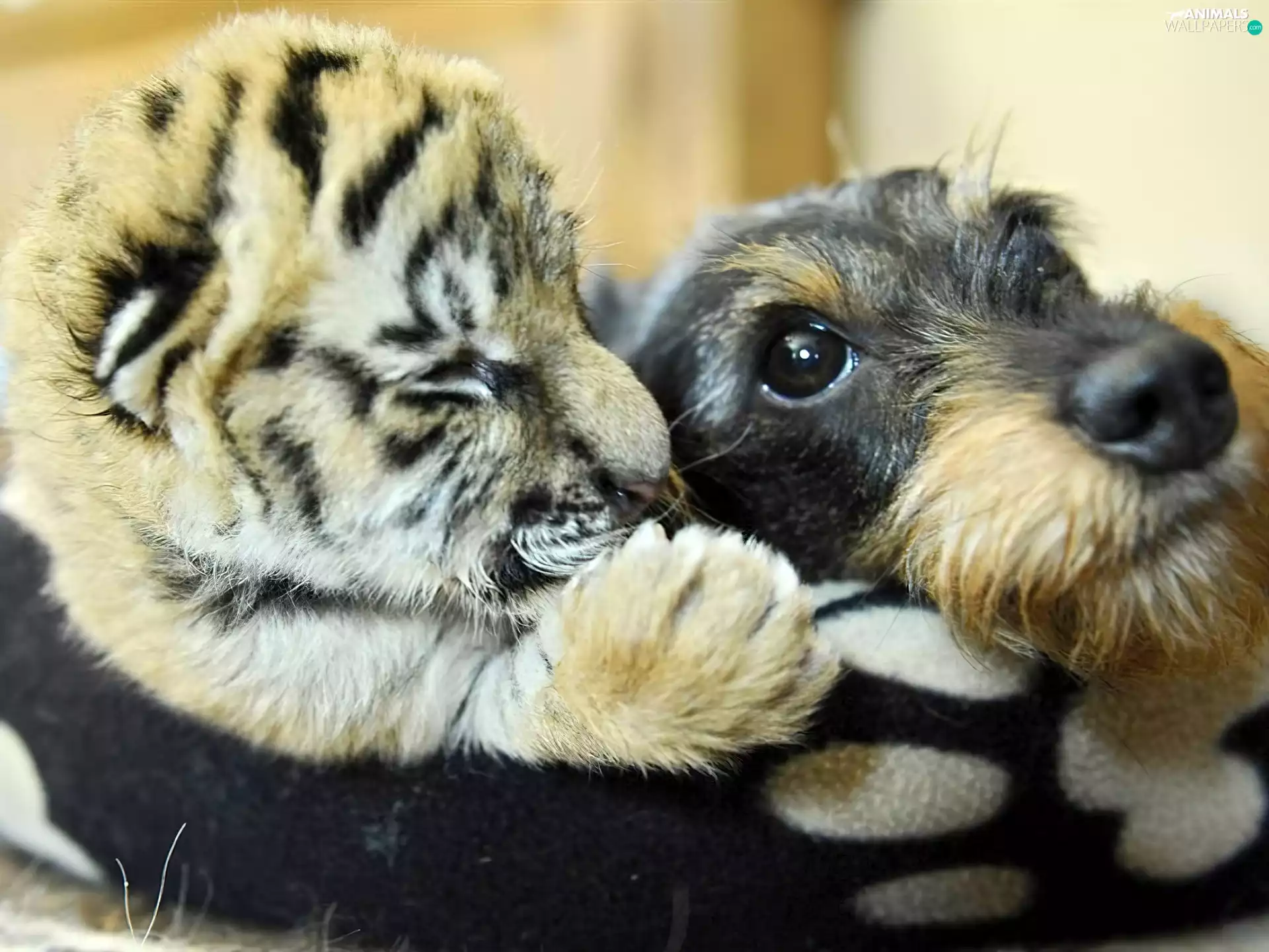 dog, tiger, friends, small