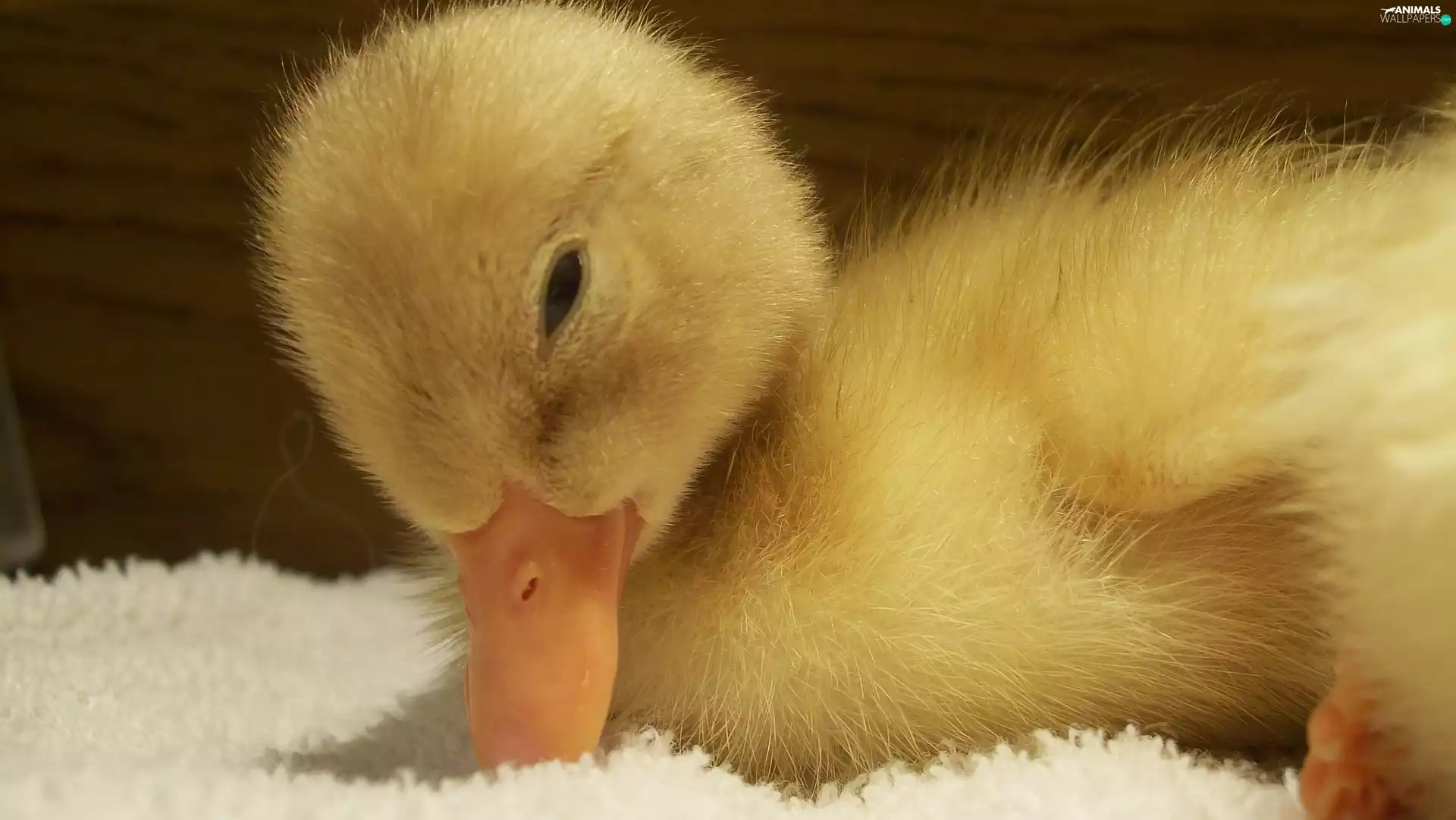 small, Ducky