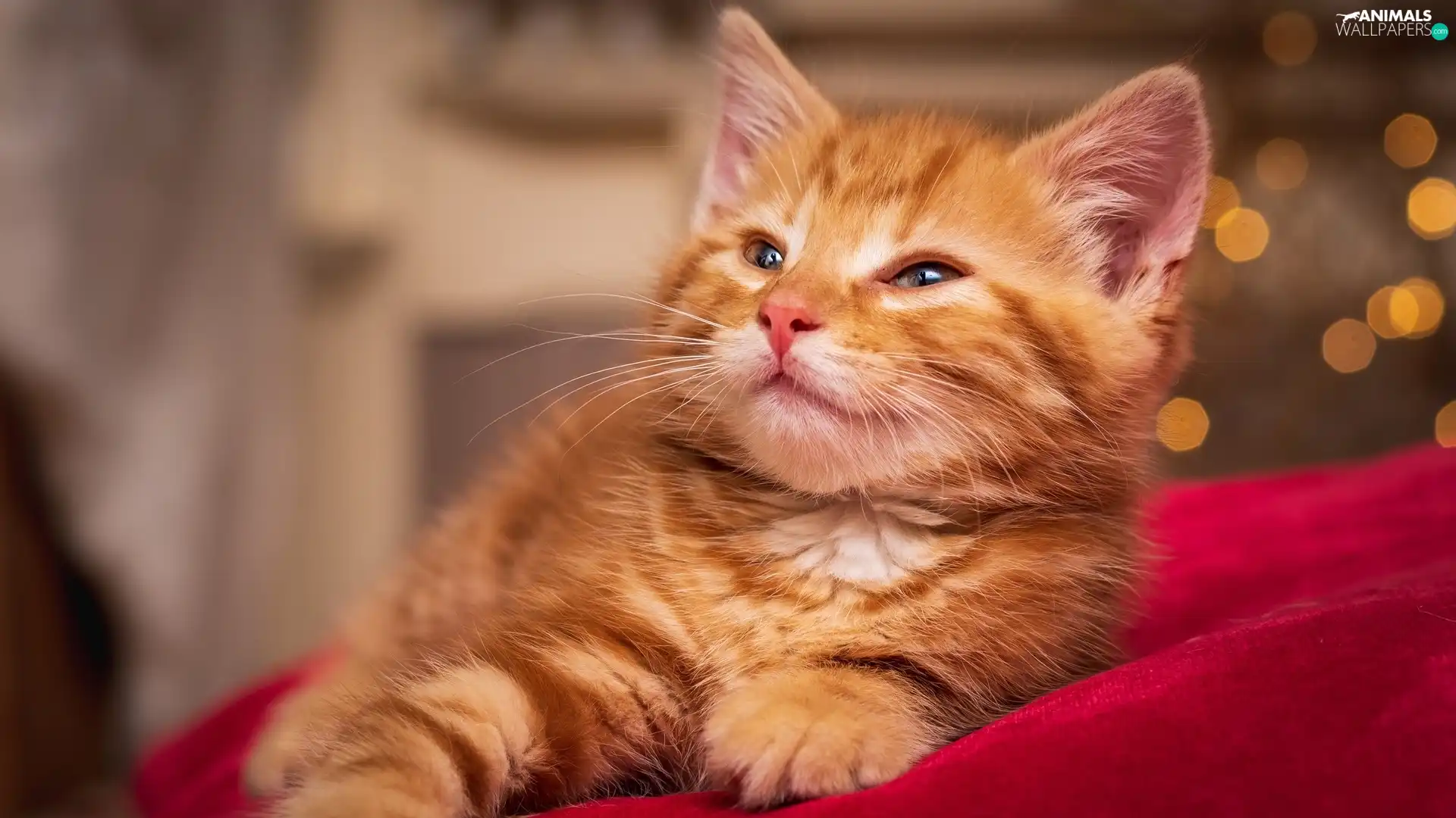 red hot, Pillow, small, cat, ginger