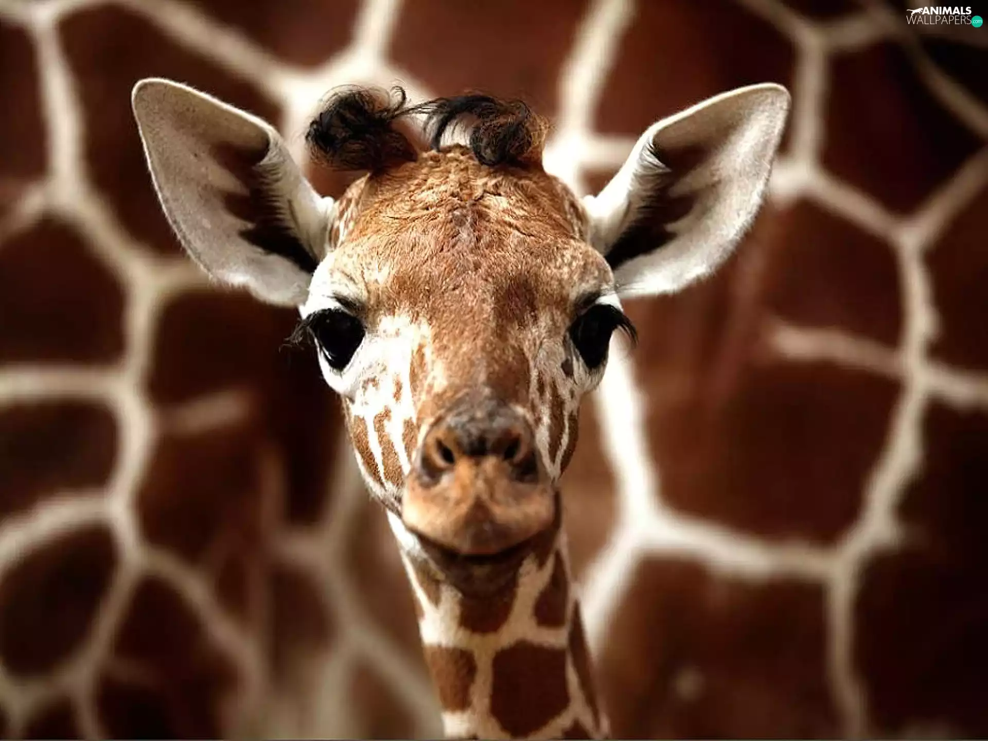 small, giraffe