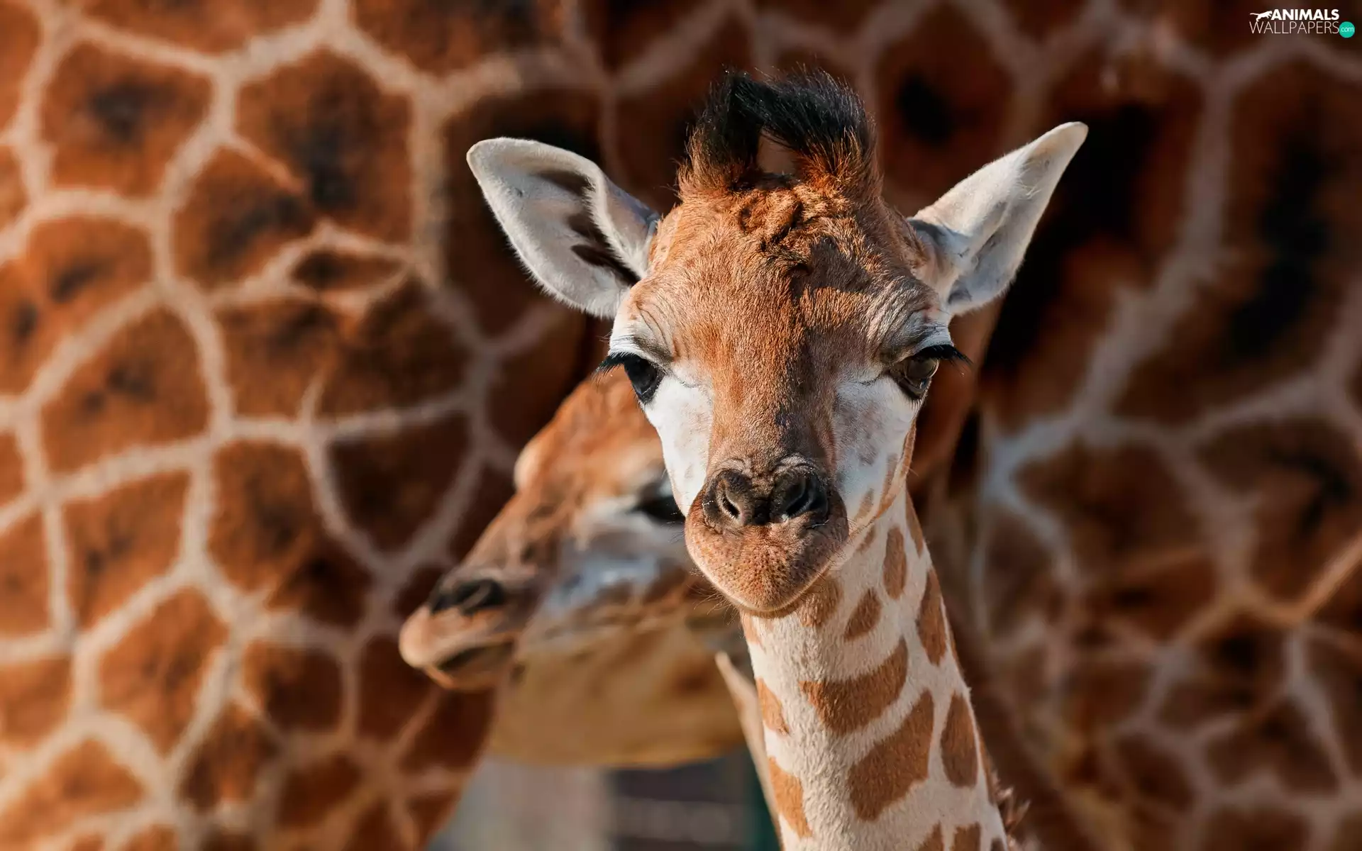 small, giraffe