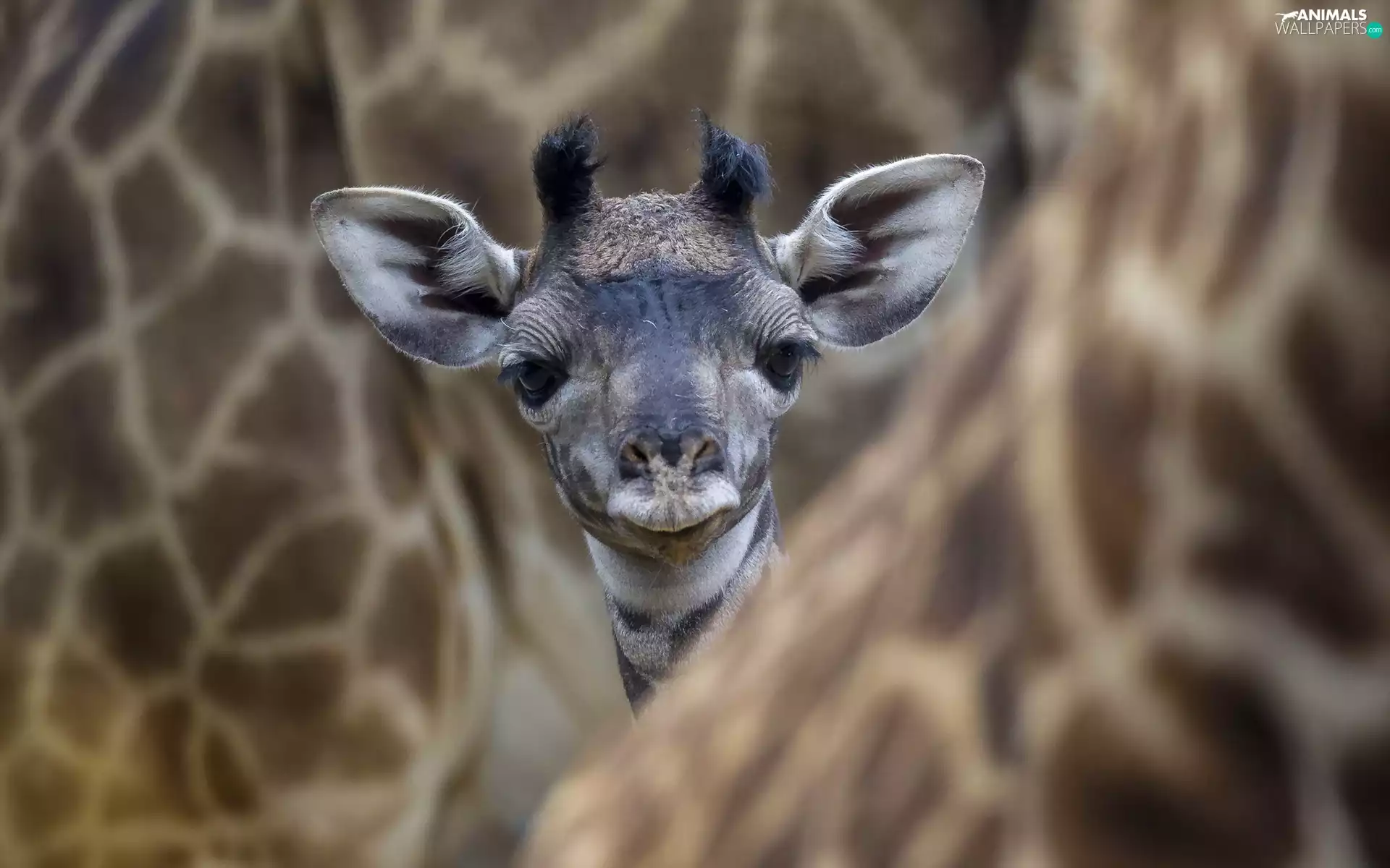 small, giraffe