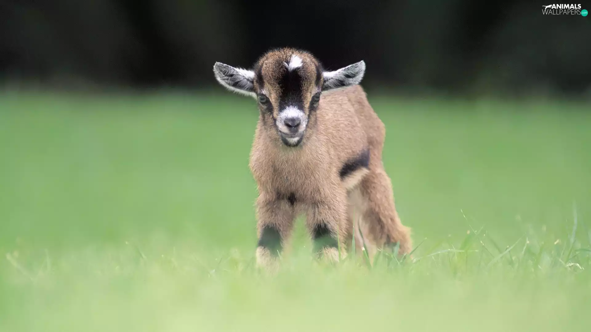 small, Goat