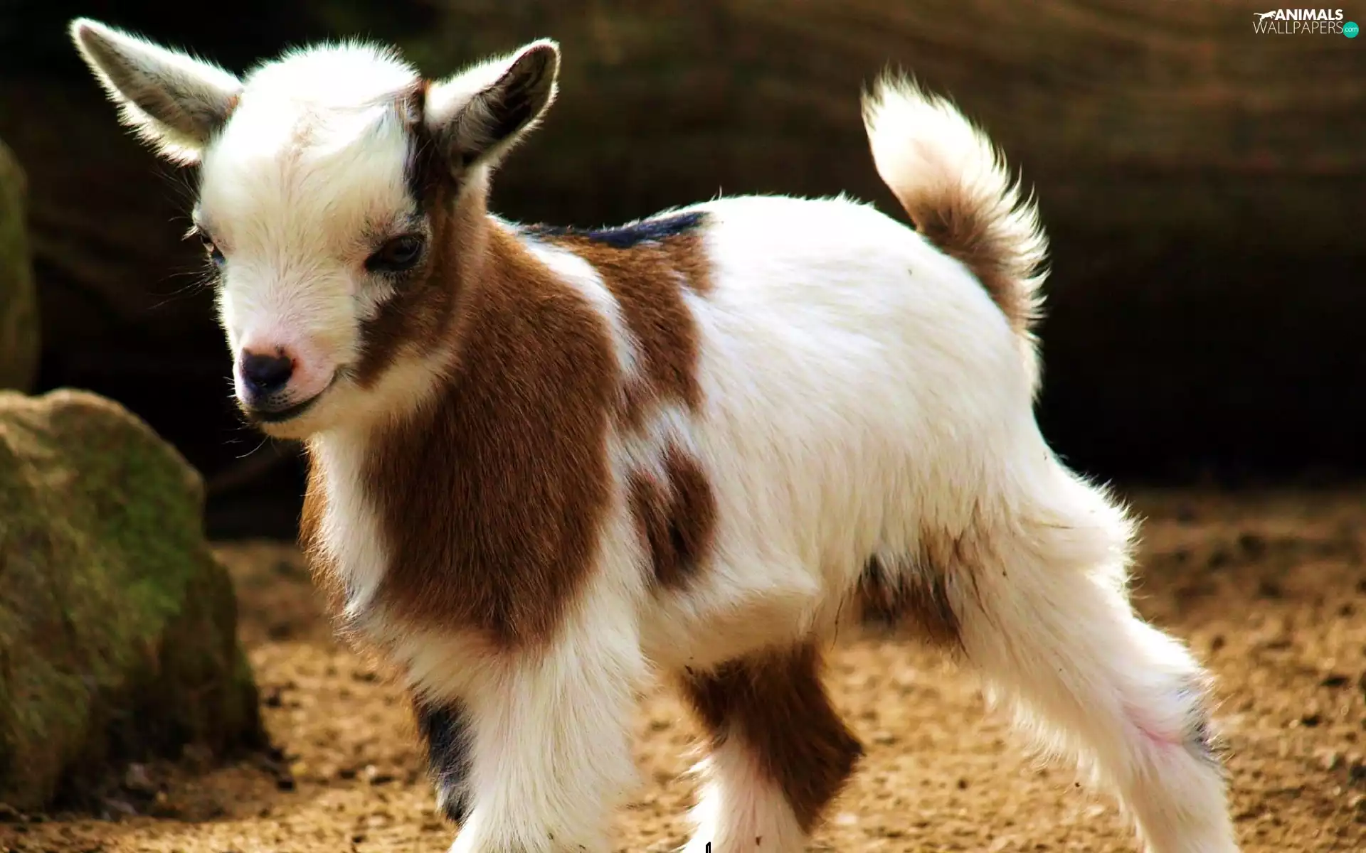 small, Goat