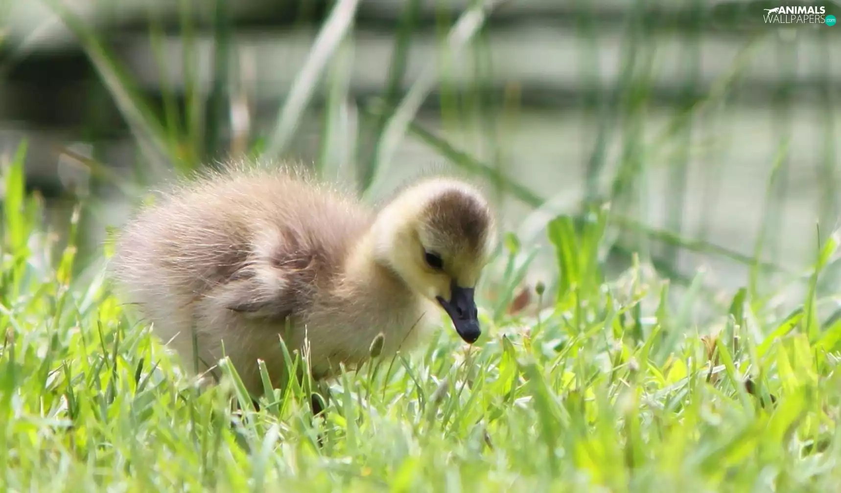 small, goose