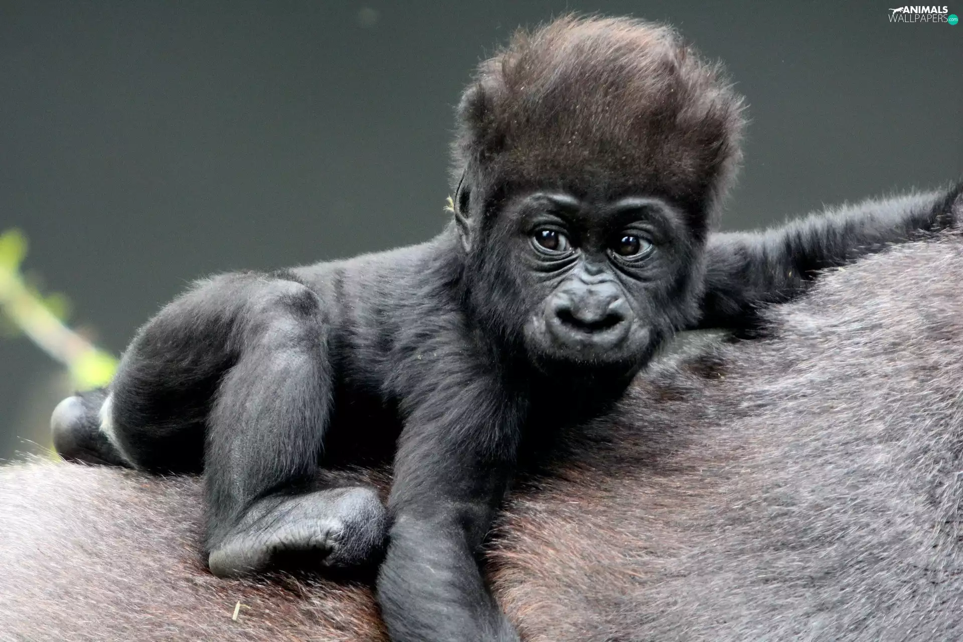 small, gorilla