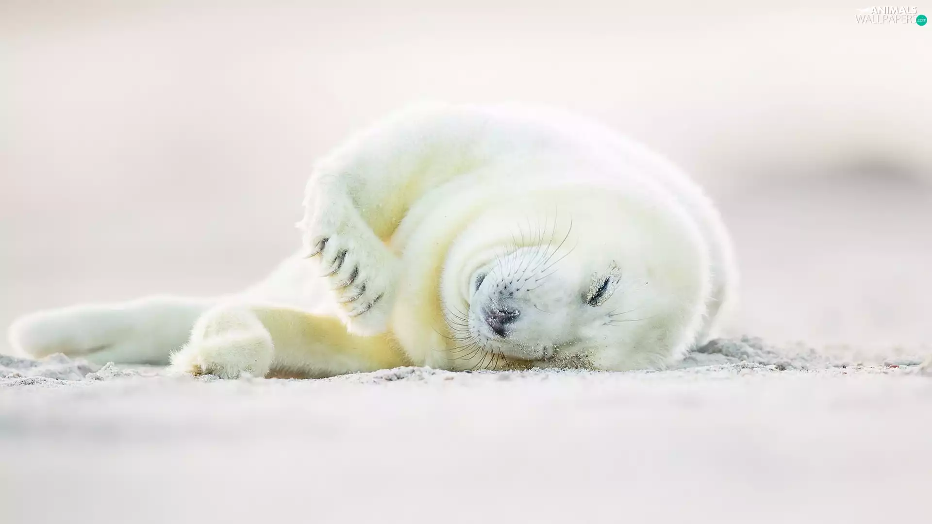 Harp Seal, White, small