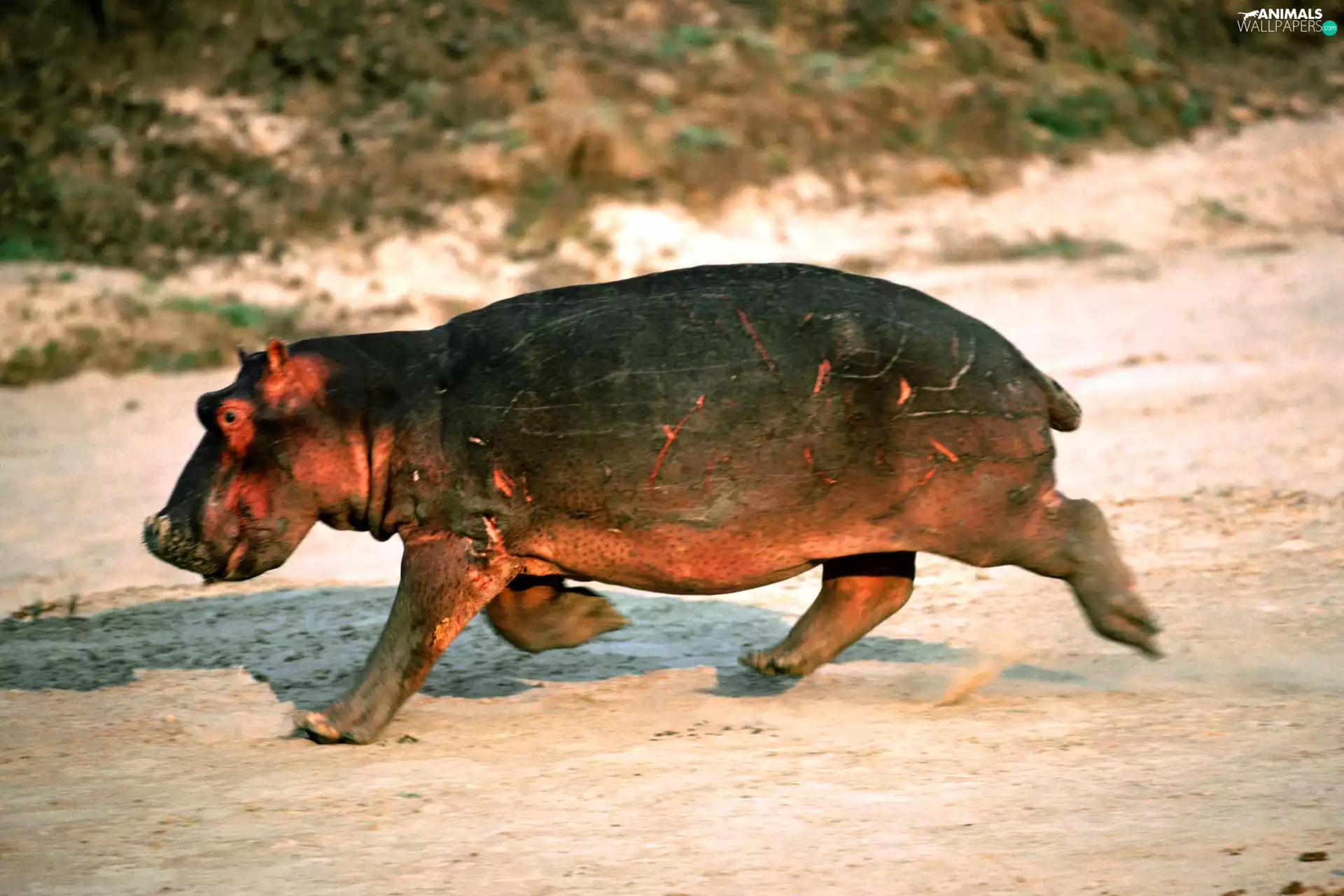 small, hippo