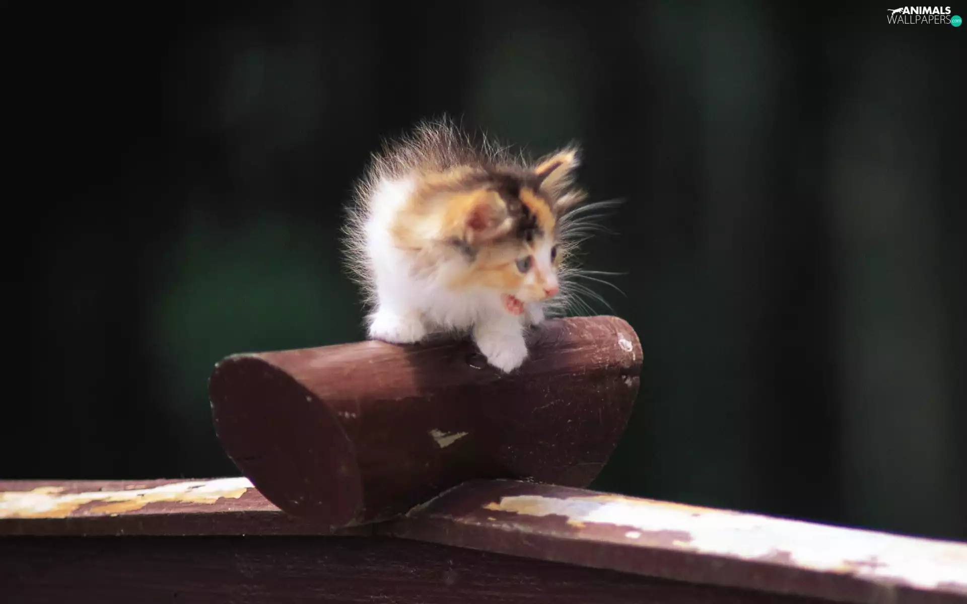 small, kitten