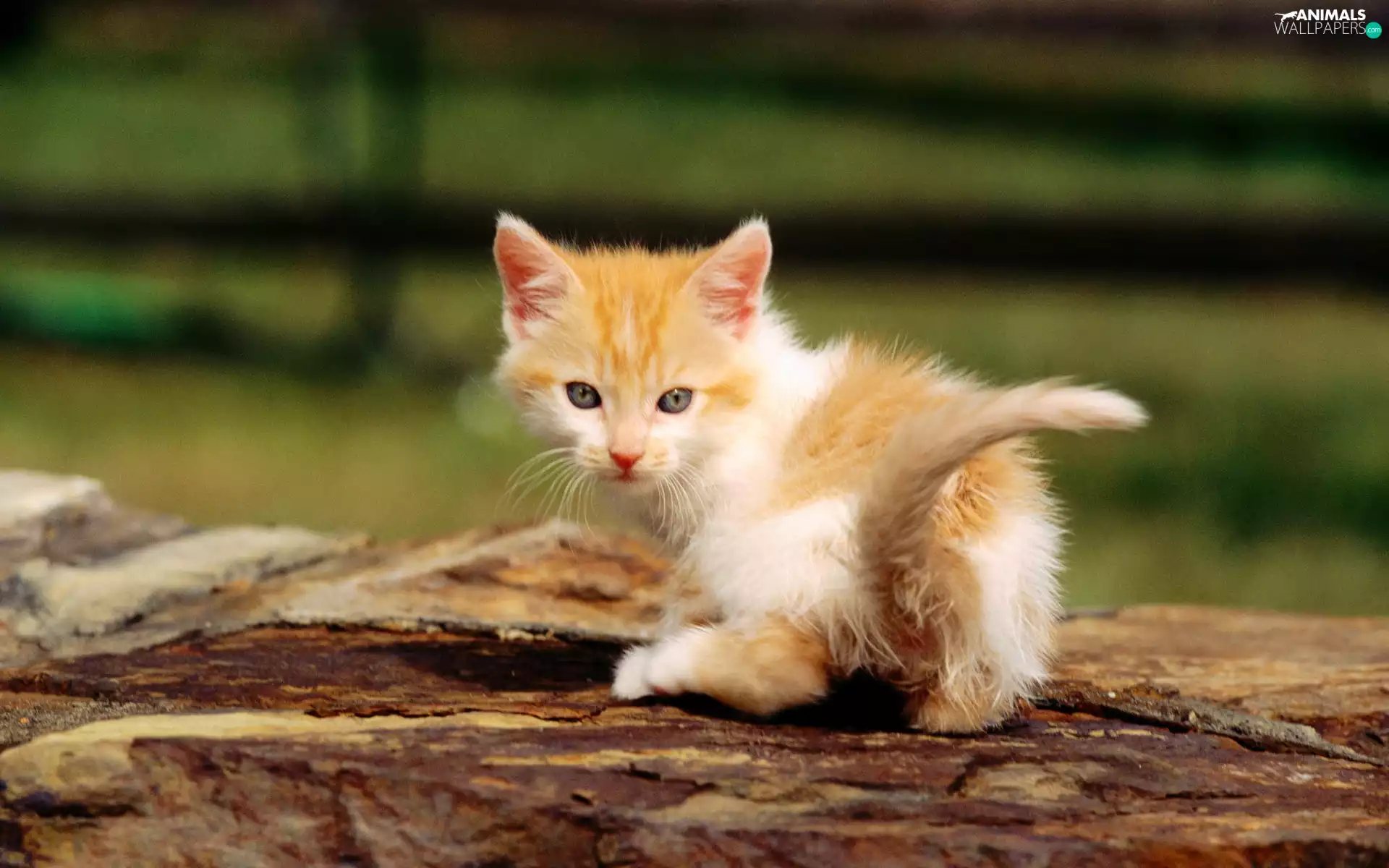small, kitten
