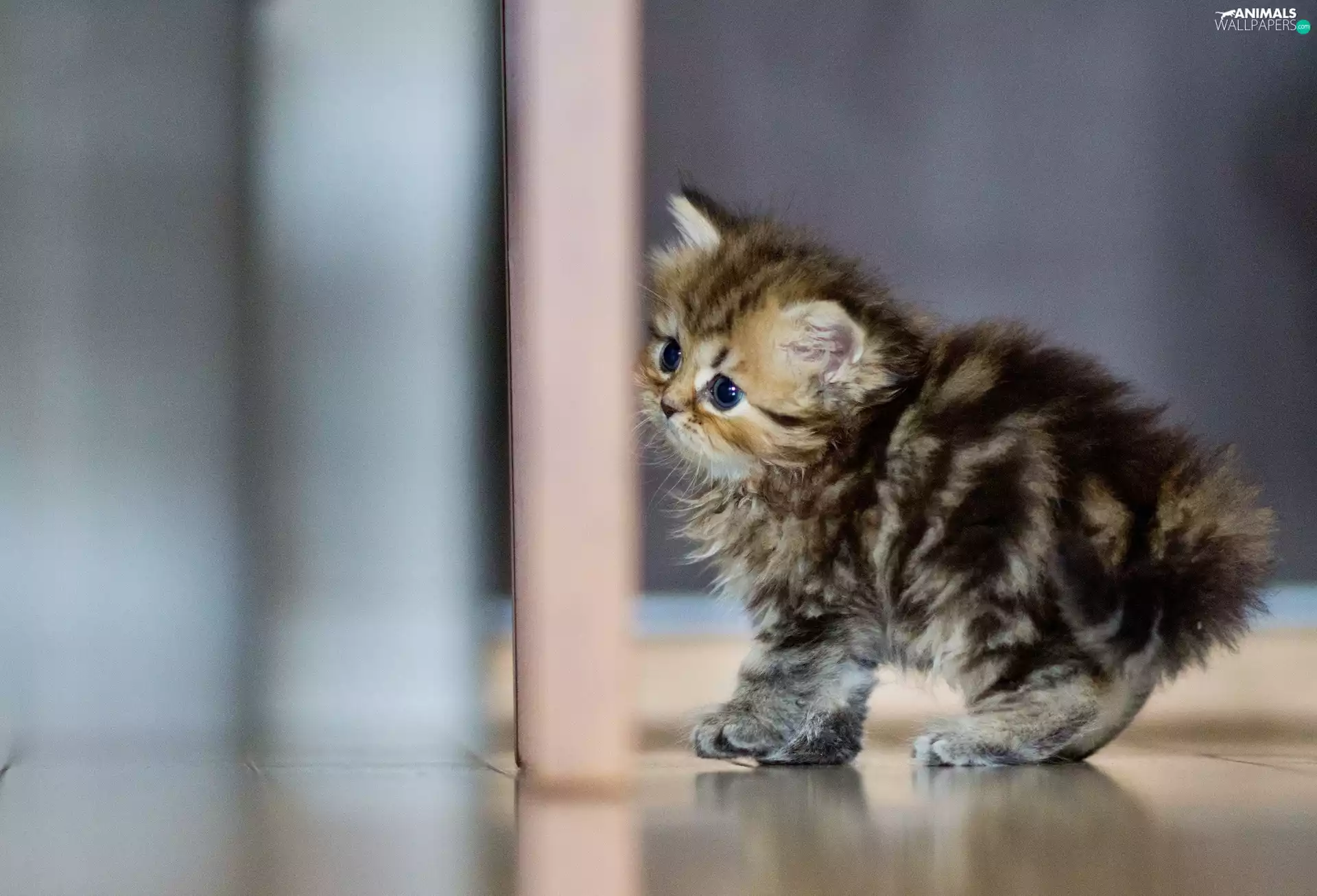 small, kitten