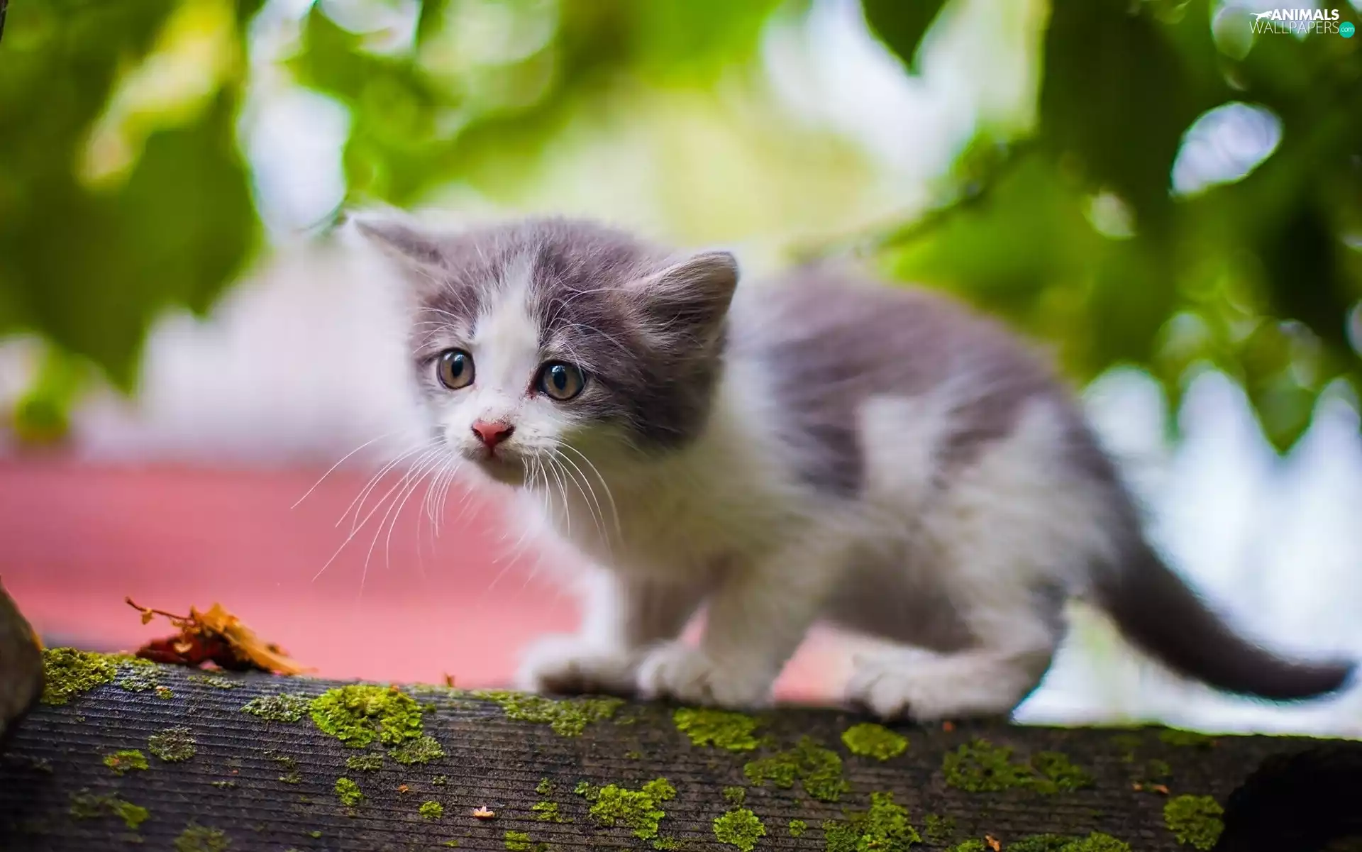 small, kitten