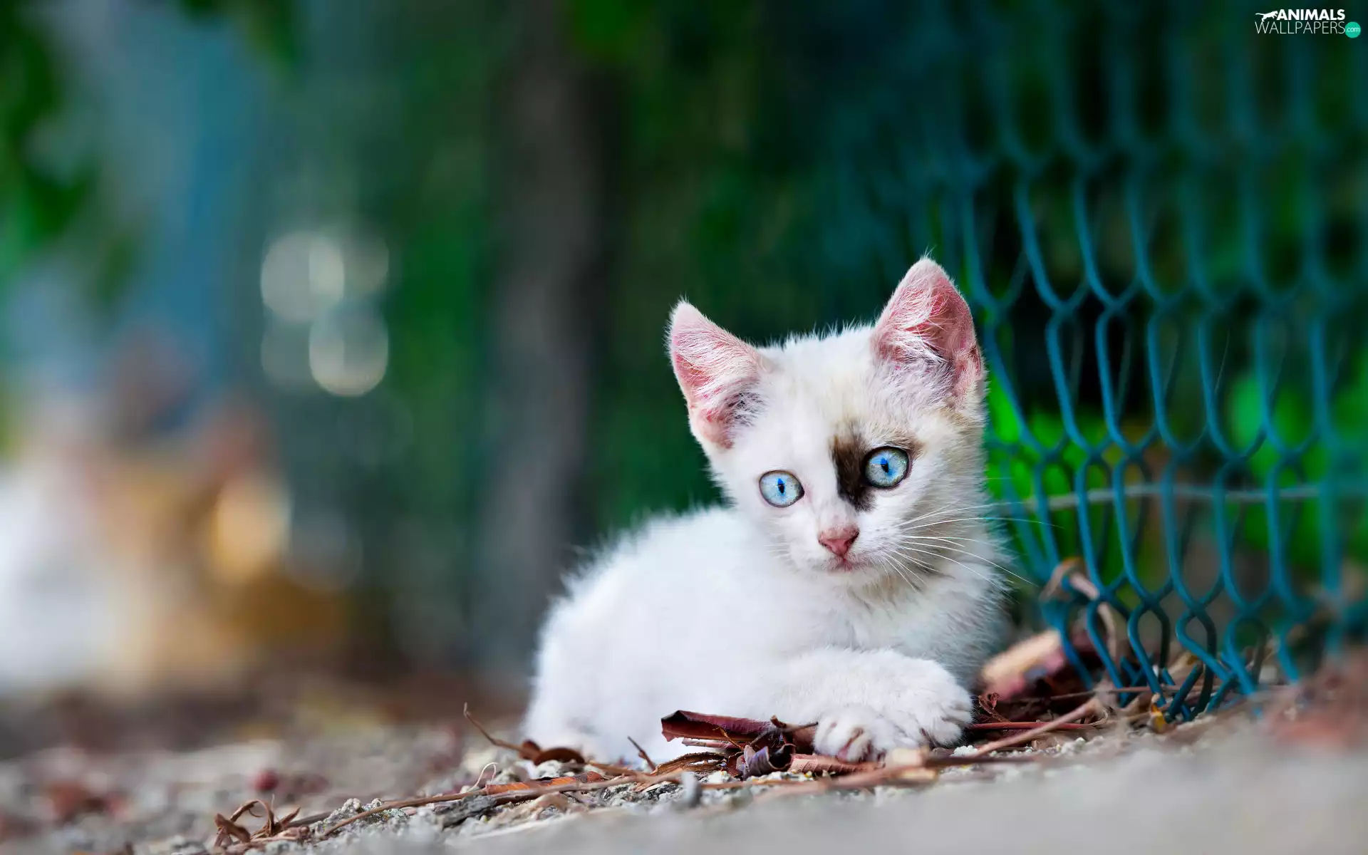 Blue Eyed, net, small, White, kitten