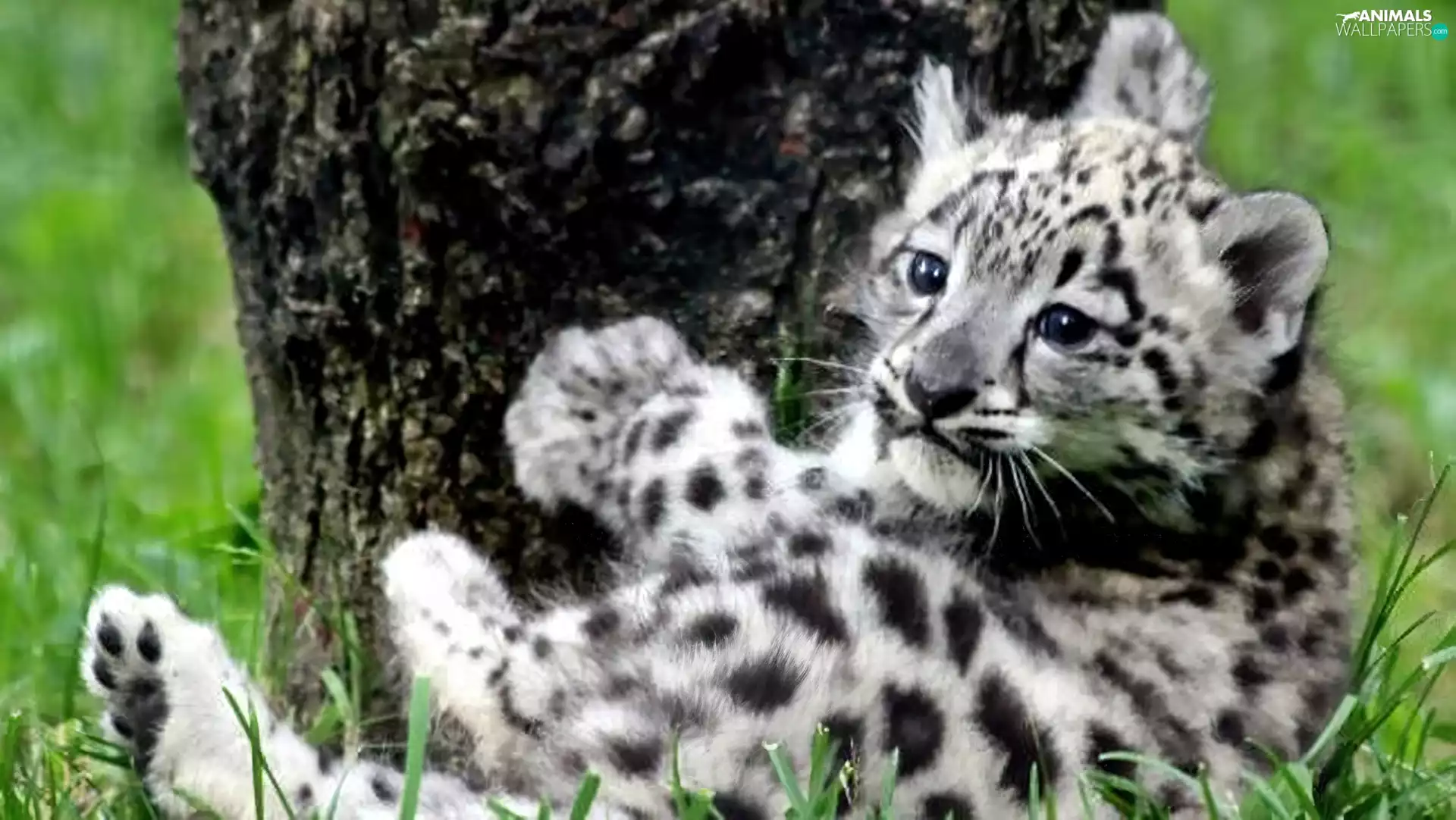 small, snow leopard