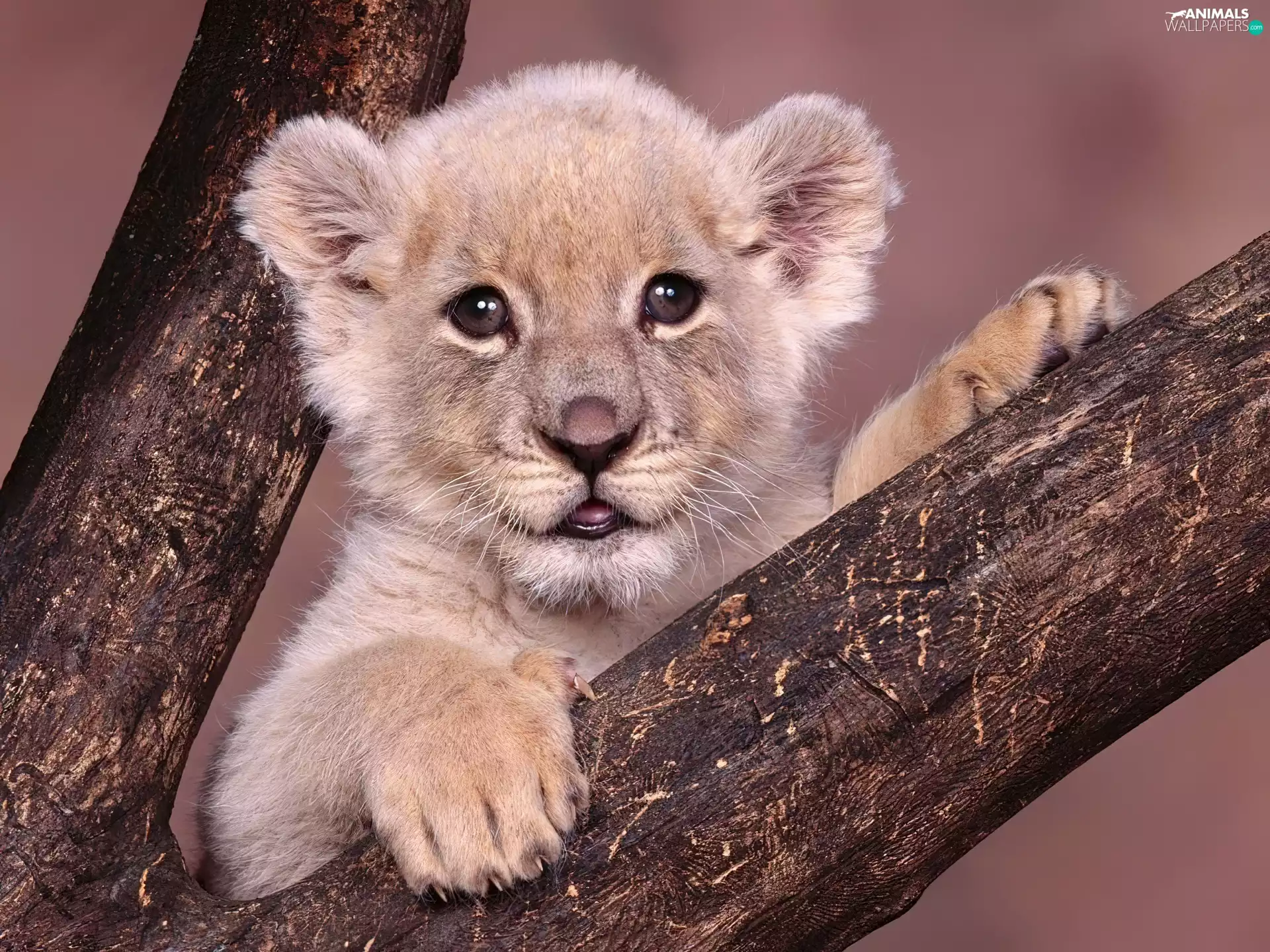 small lion