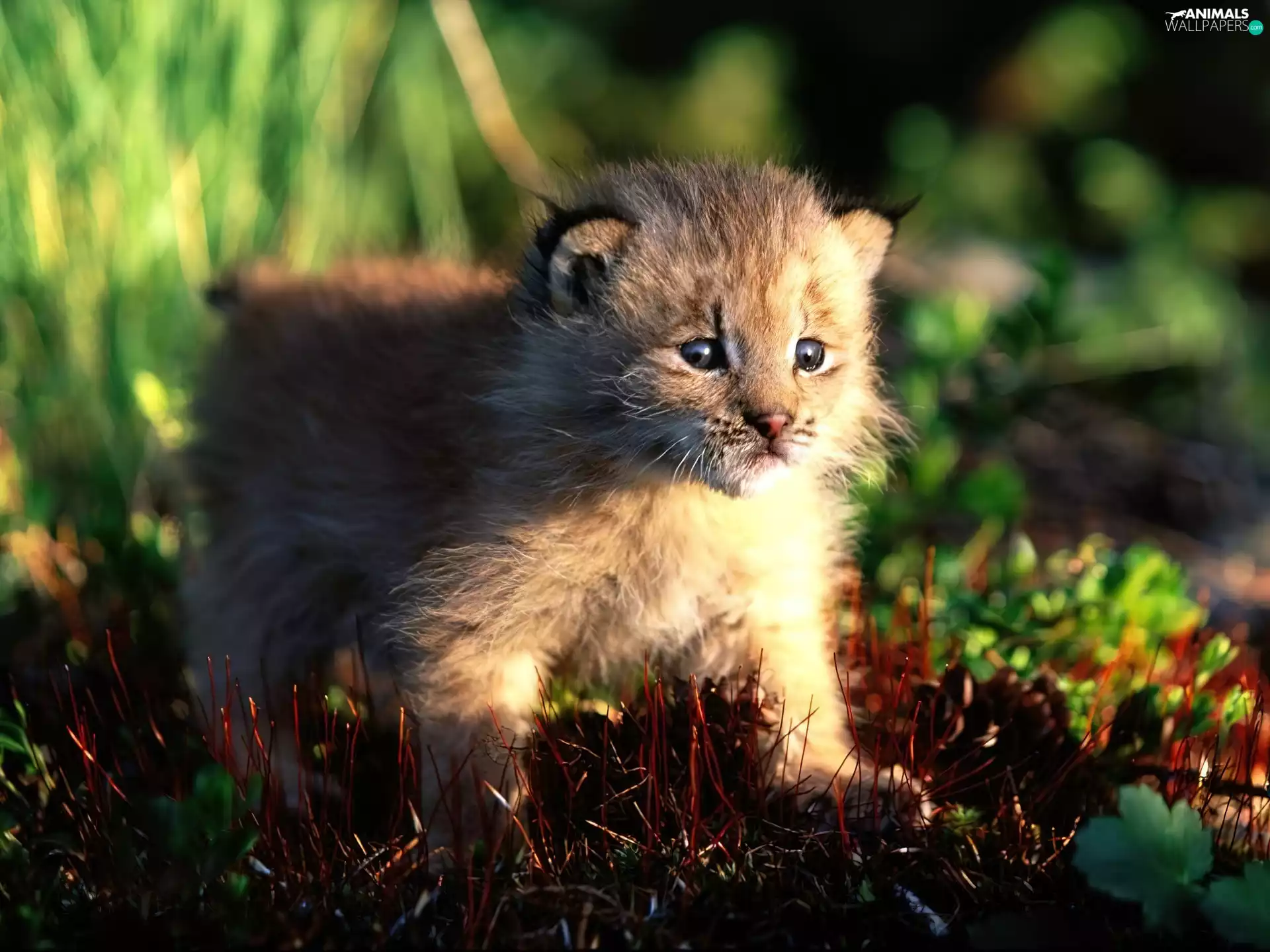 Small Lynx