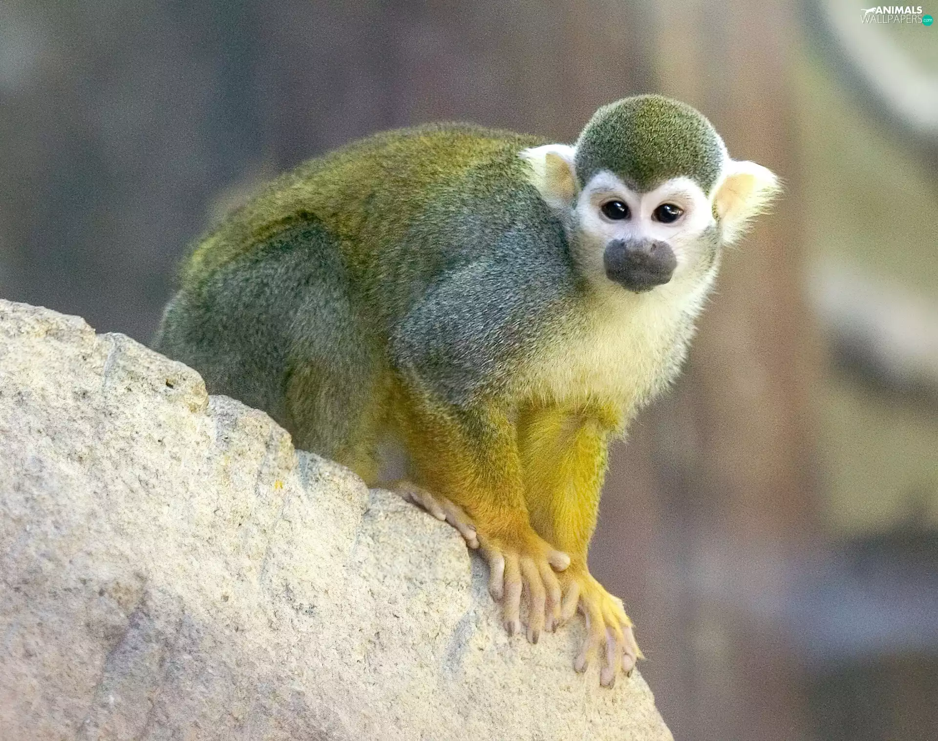 small, capuchin monkey