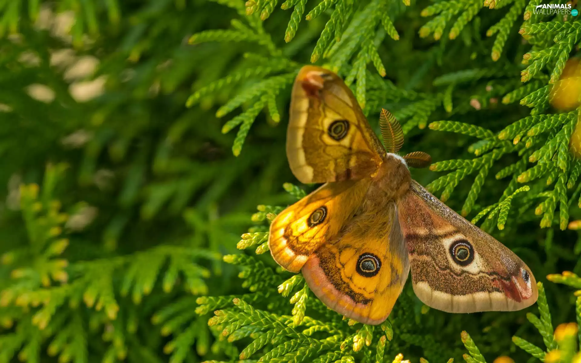 moth, Green, plant, Small Emperor Moth