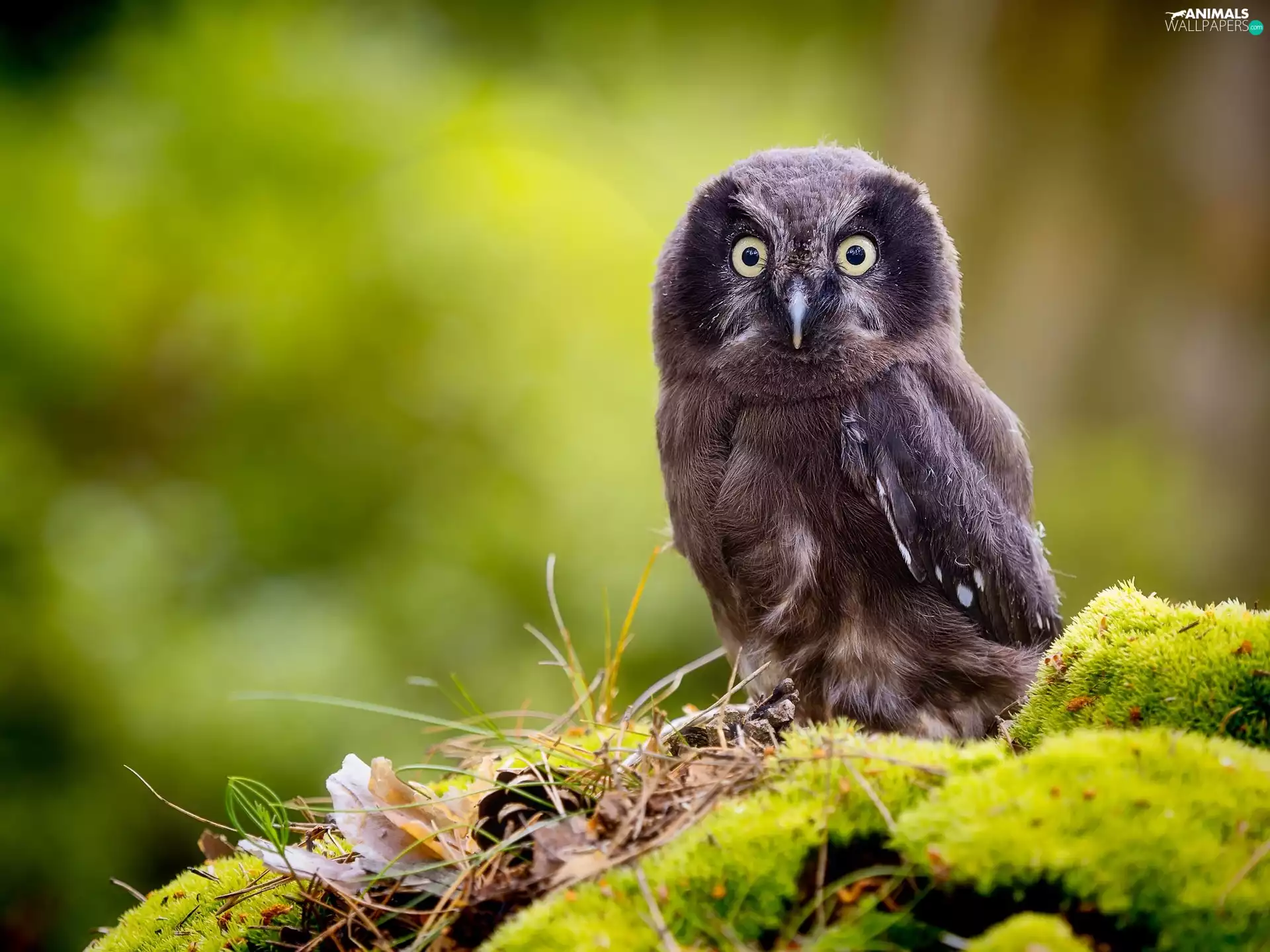 small, Boreal Owl, blur, Moss, chick, owl, Bird, nest