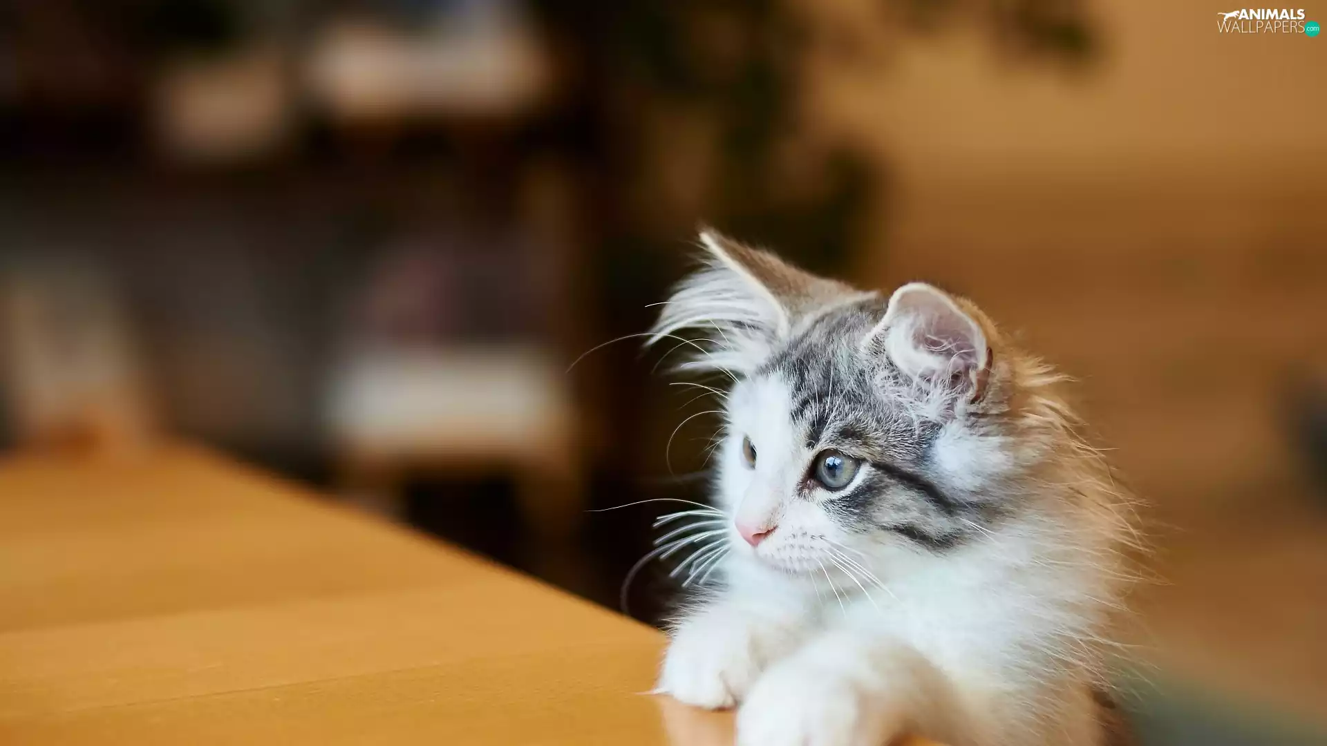 peeping, cat, kitten, small