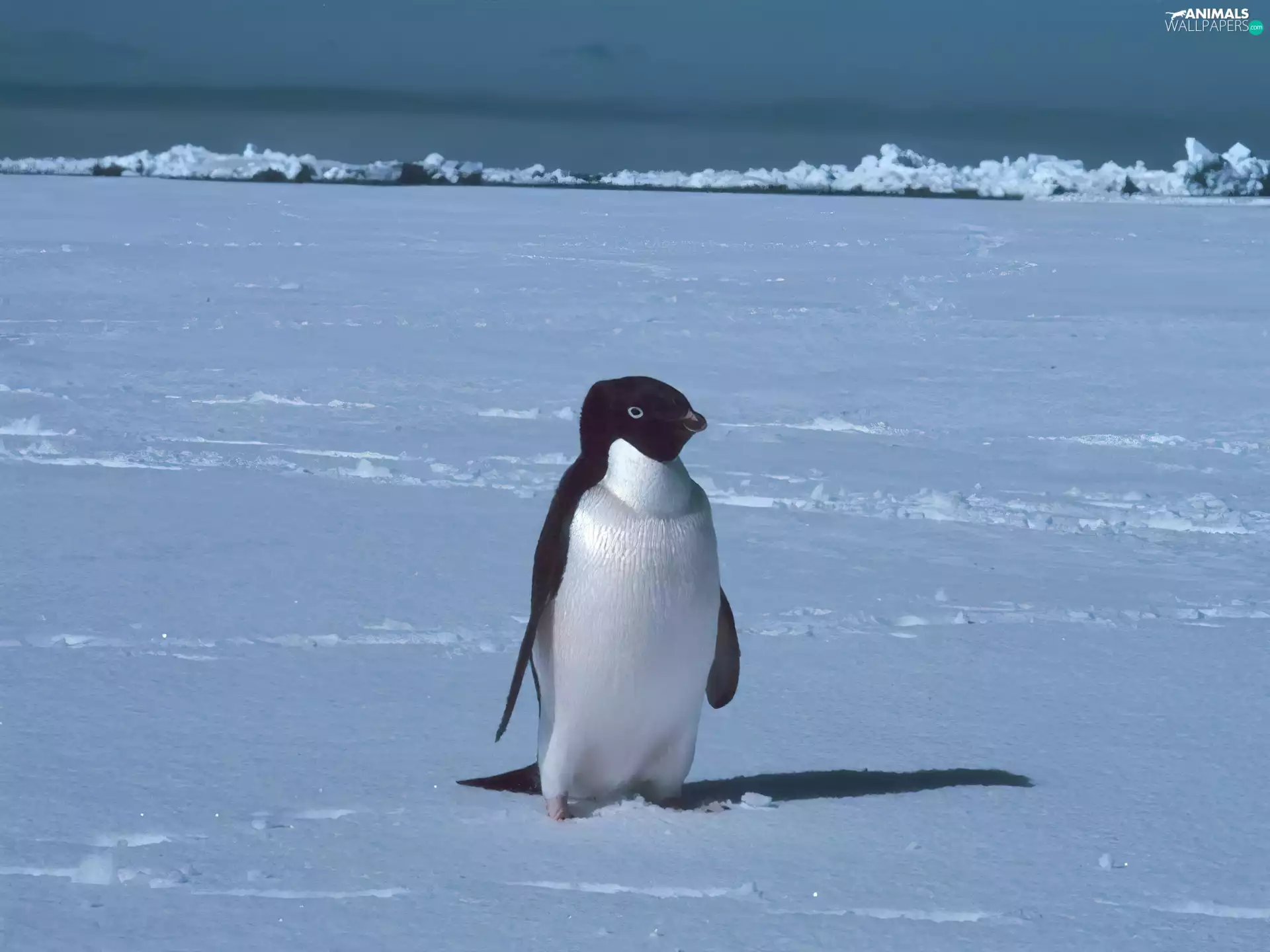 small, penguin