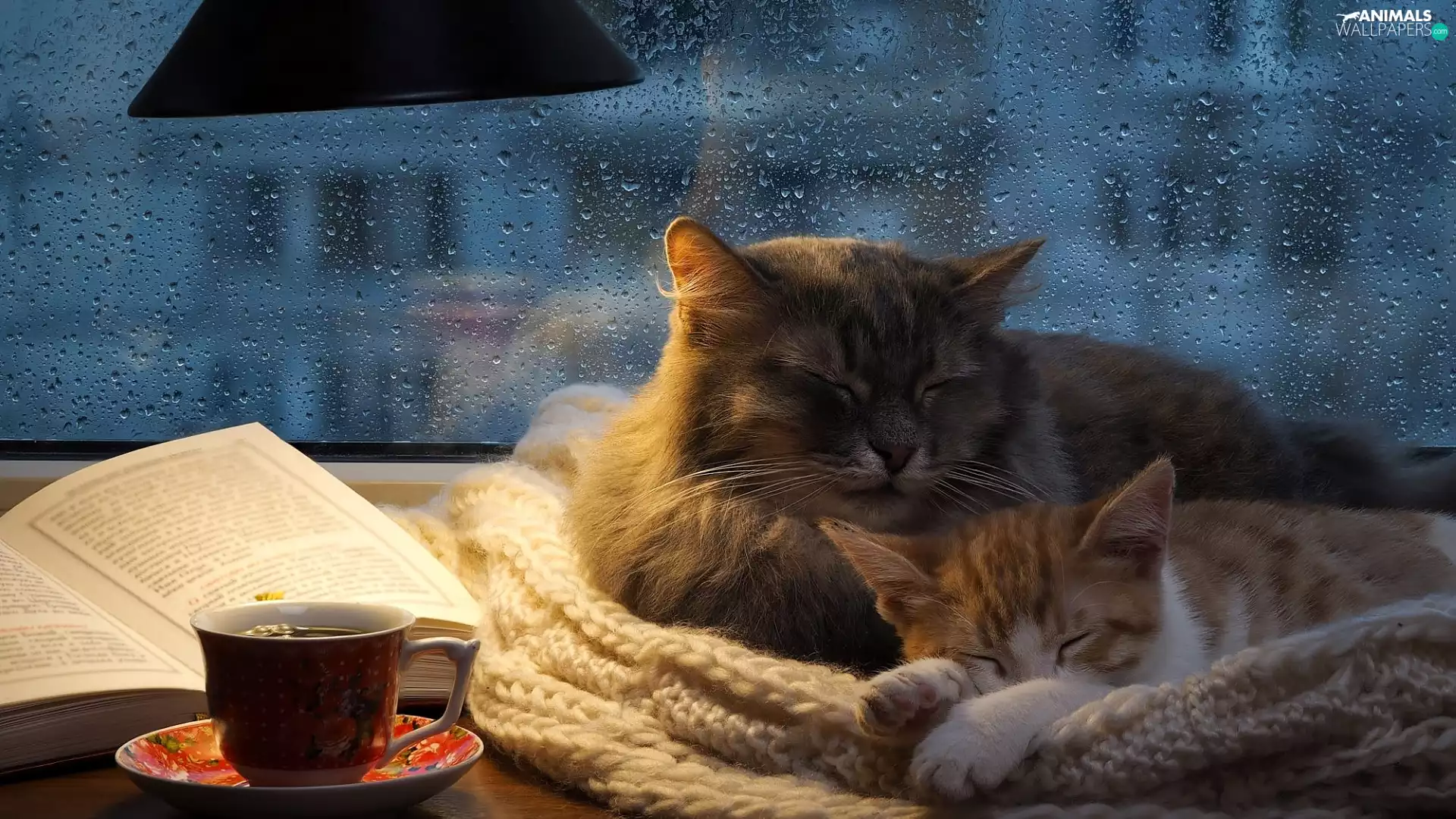 Lamp, Scarf, Window, small, Big, Glass, Book, Two cars, Rain, cup, cats, cuddled