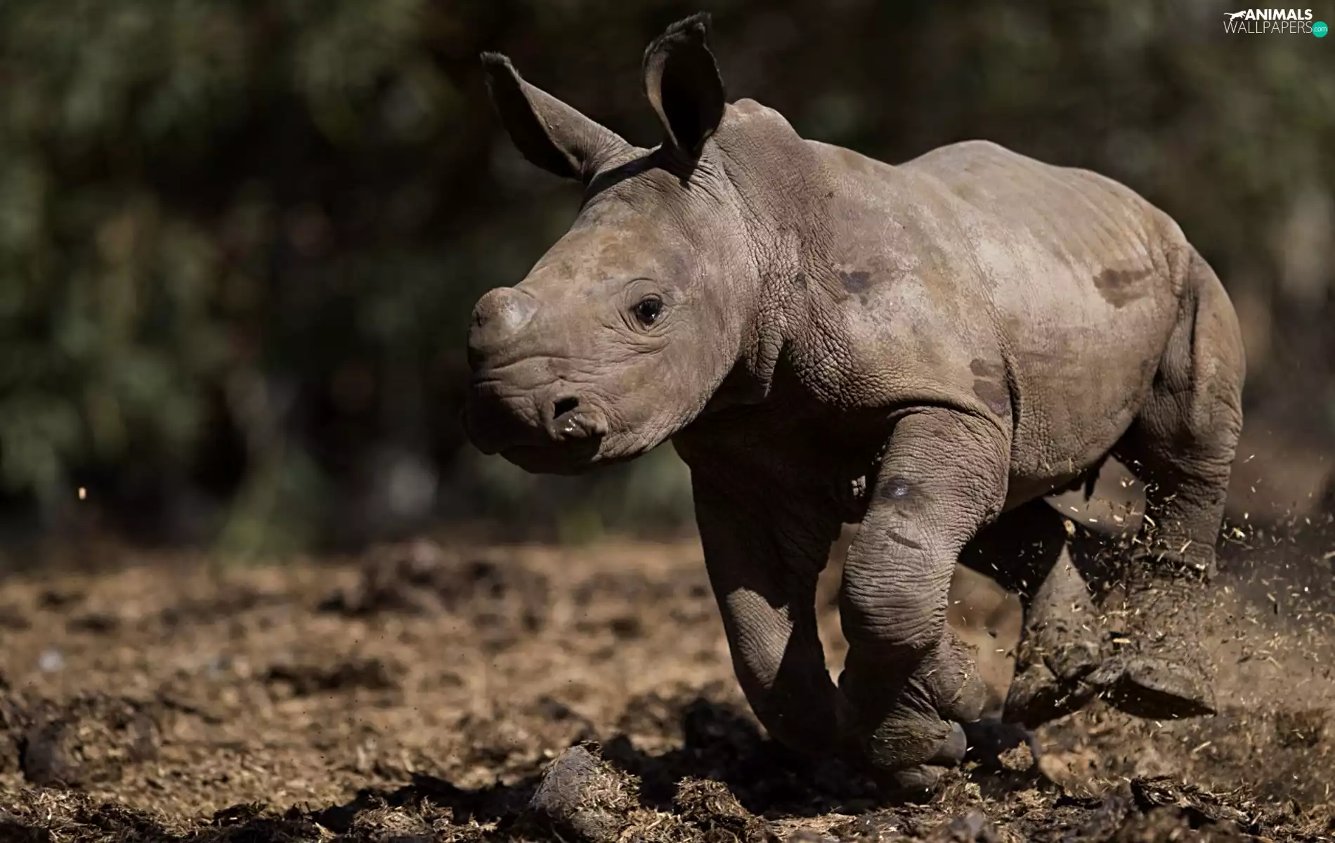 small, Rhino