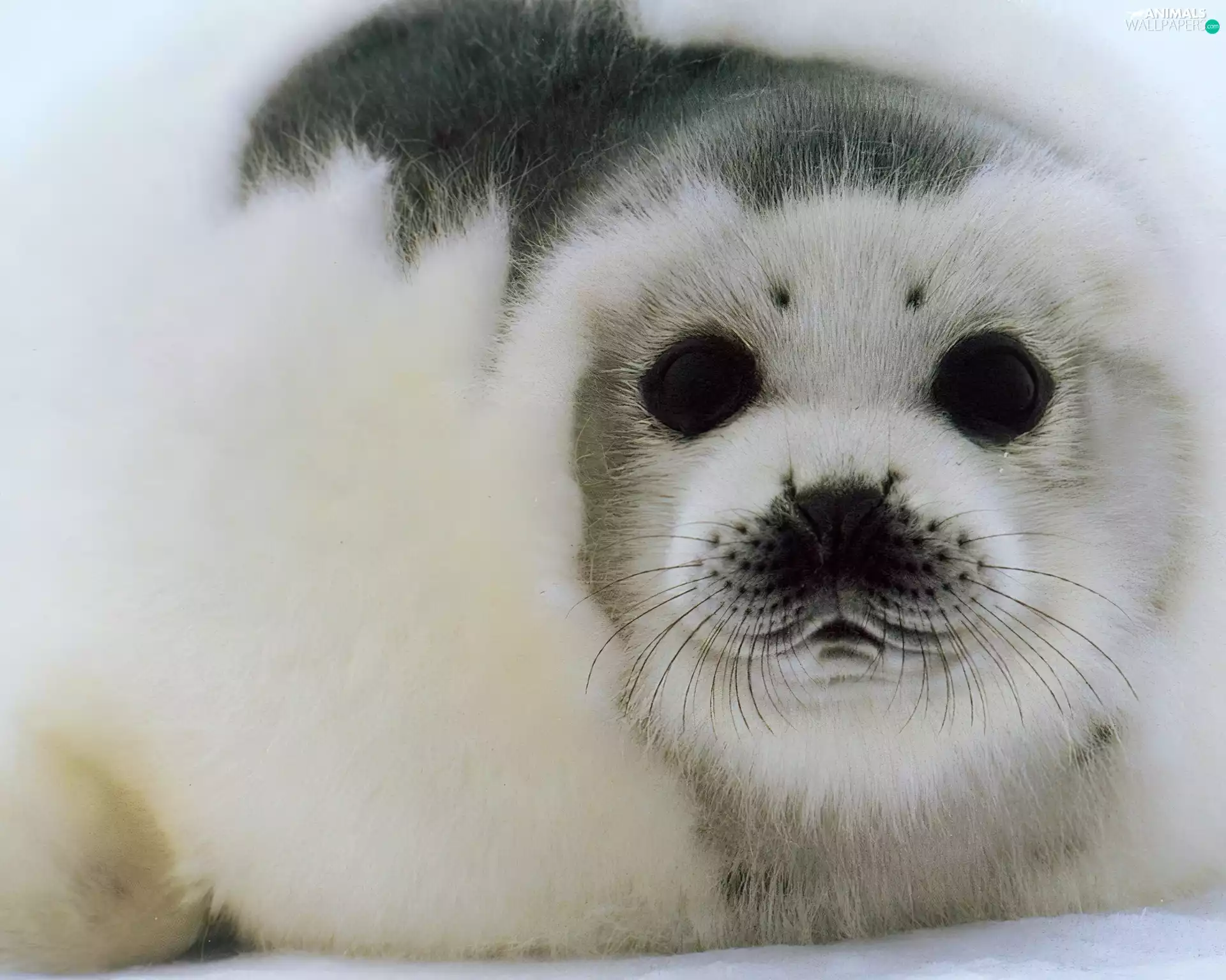 small, seal