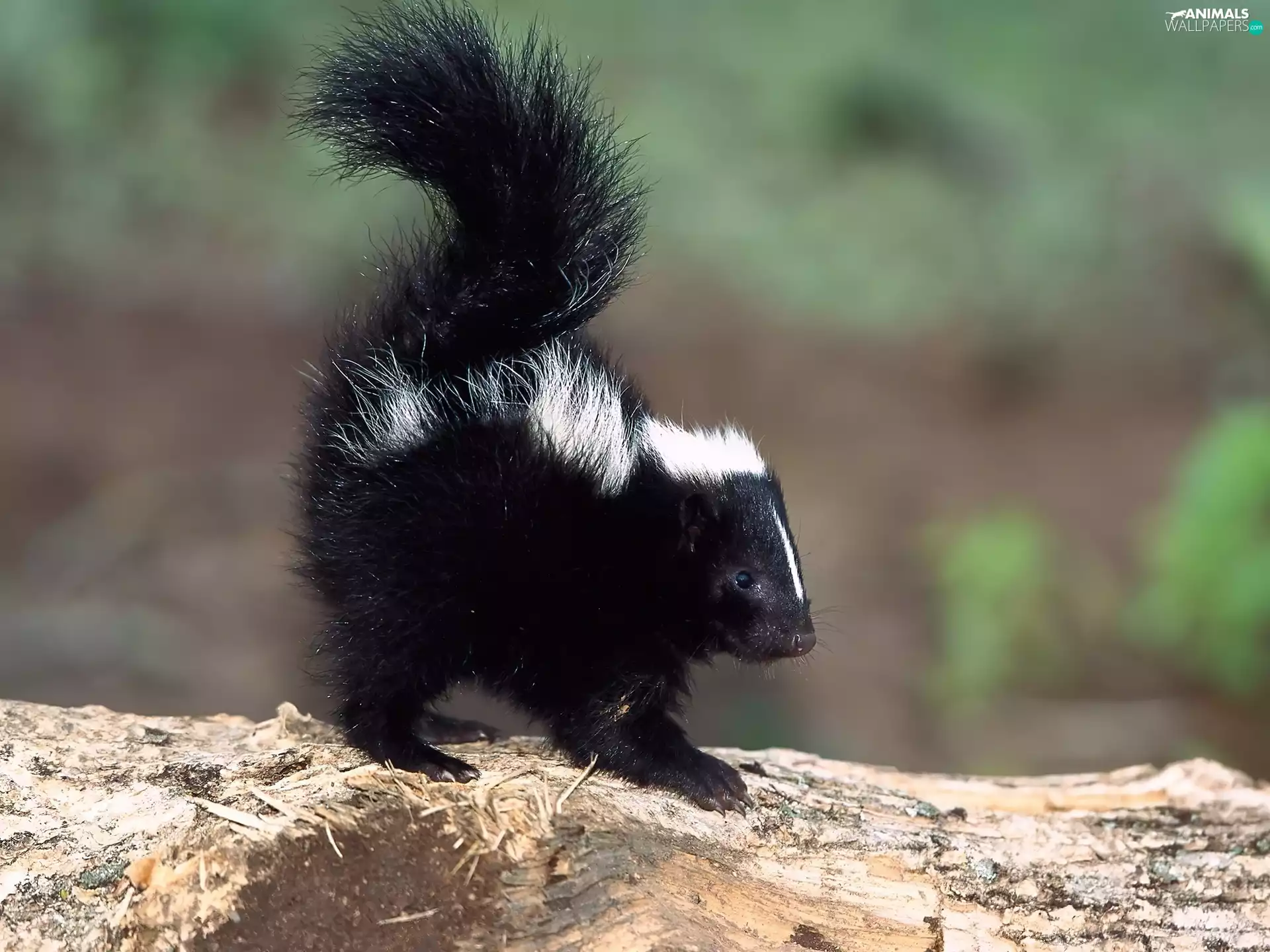 small, skunk