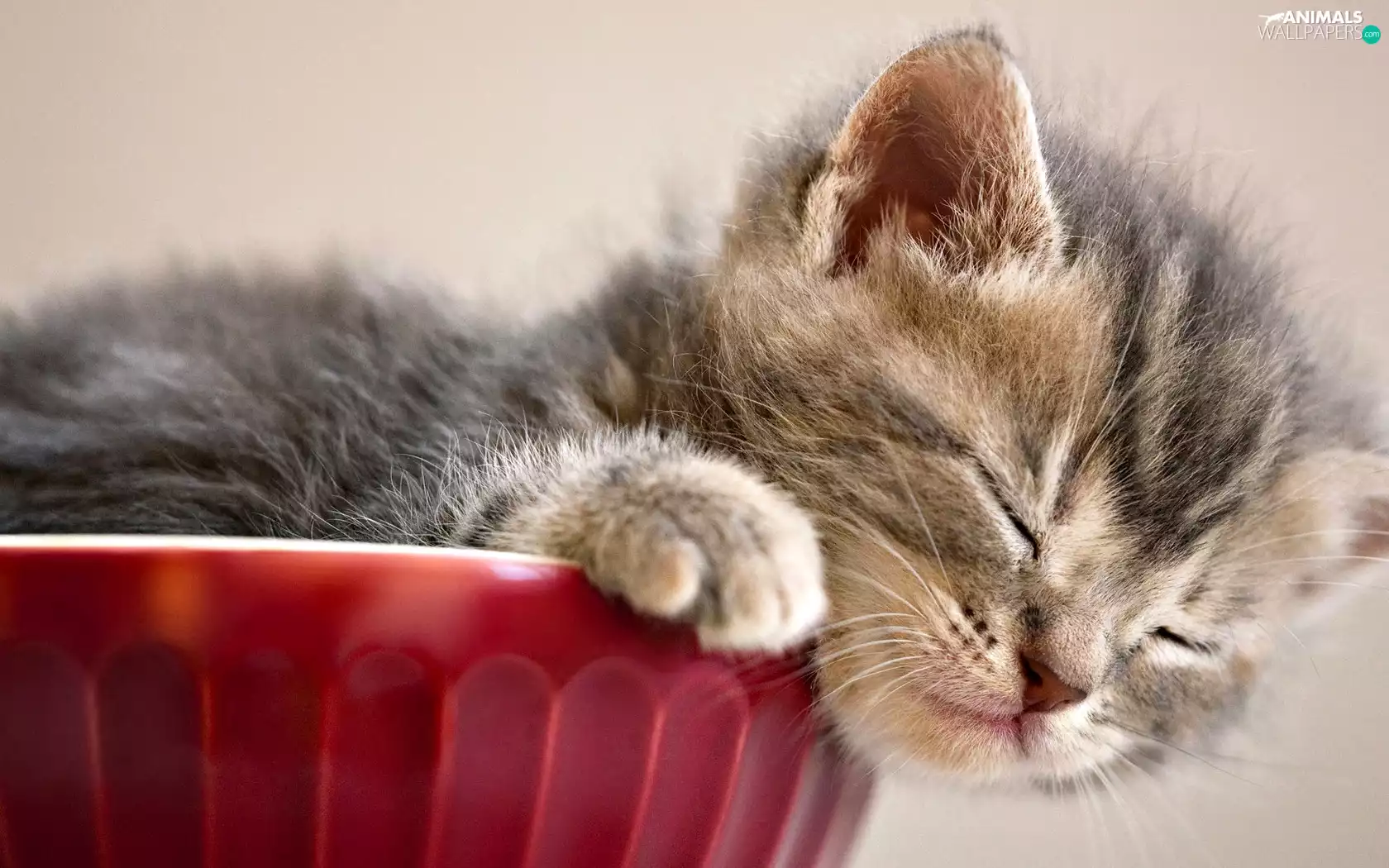 sleepy, kitten, bowl, small
