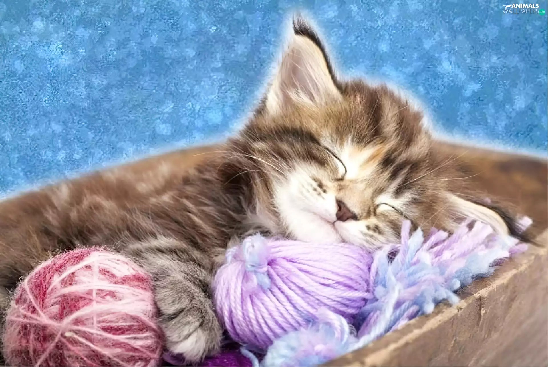 sleepy, kitten, skeins, small