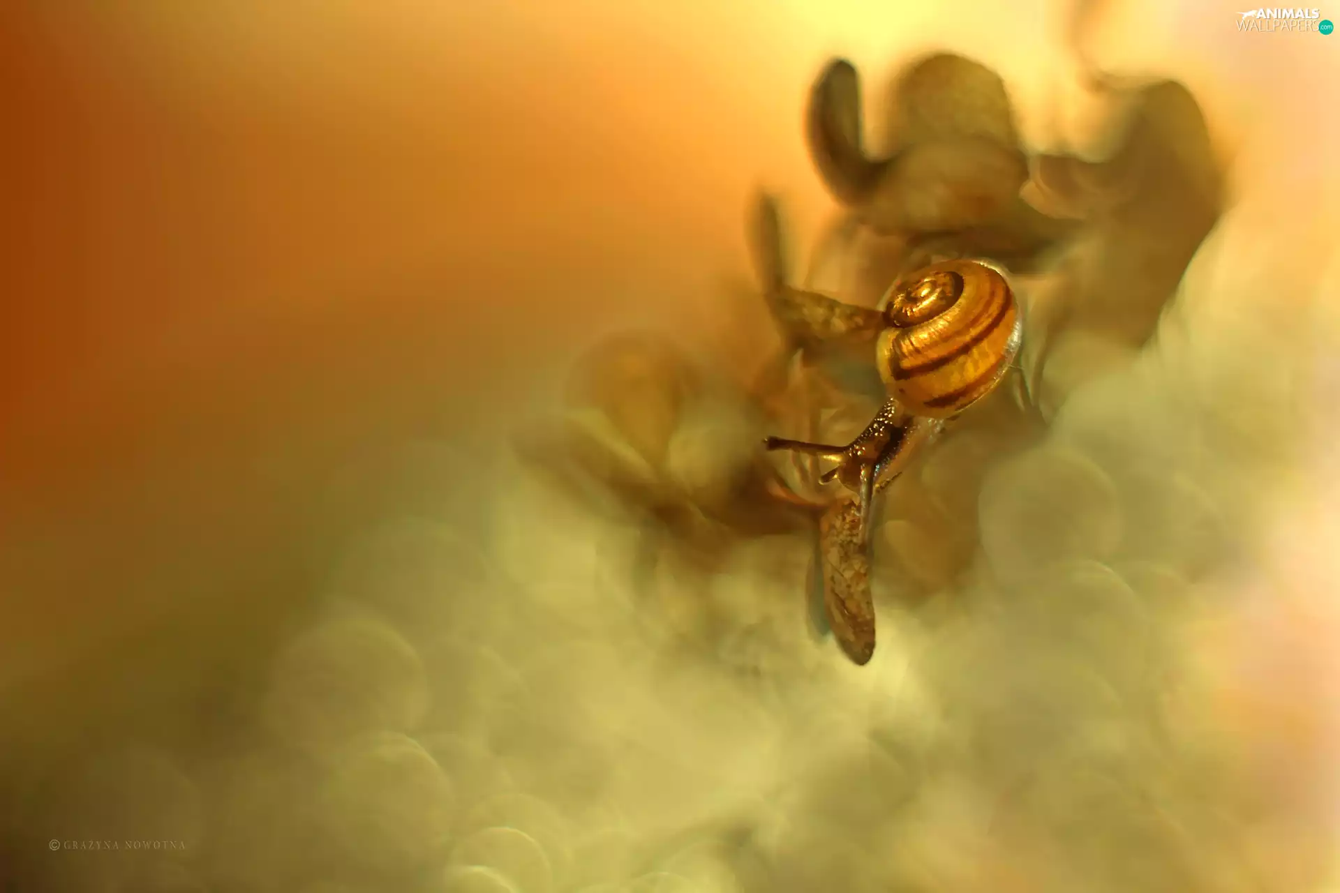 snail, Plants, Bokeh, small