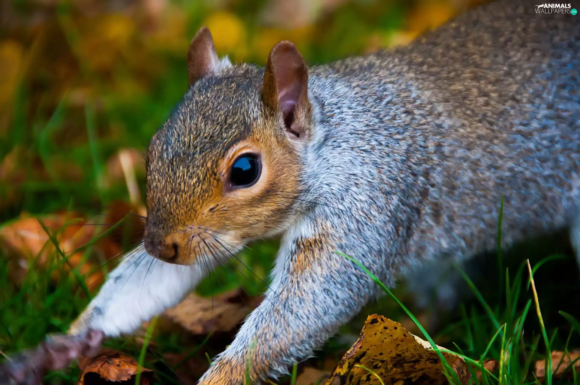 small, squirrel