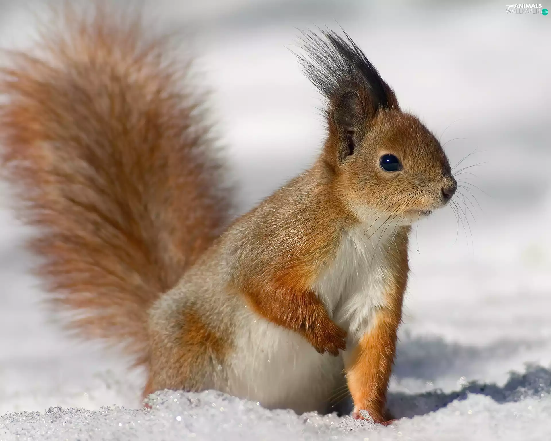 small, Squirrel