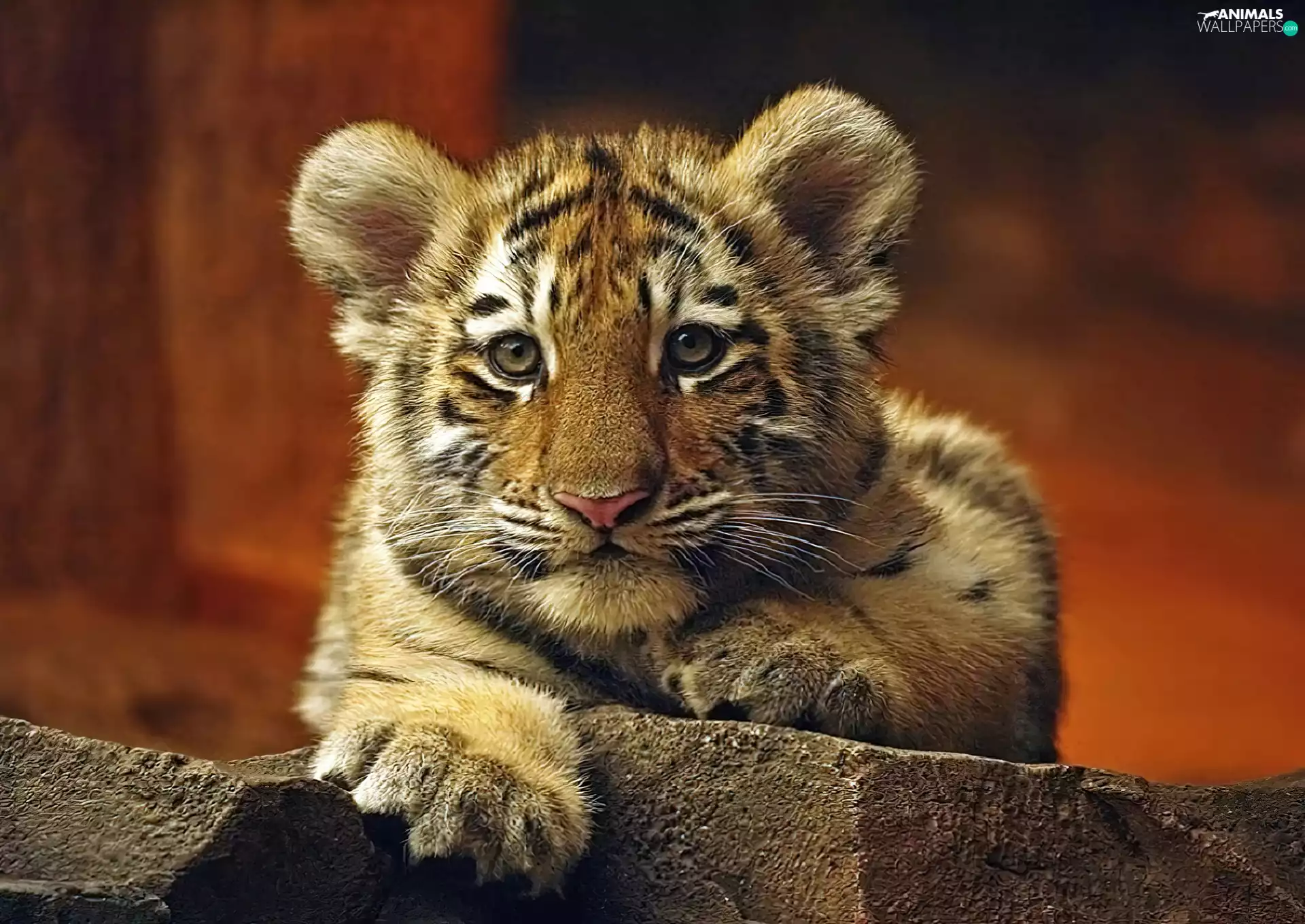 small, Tiger