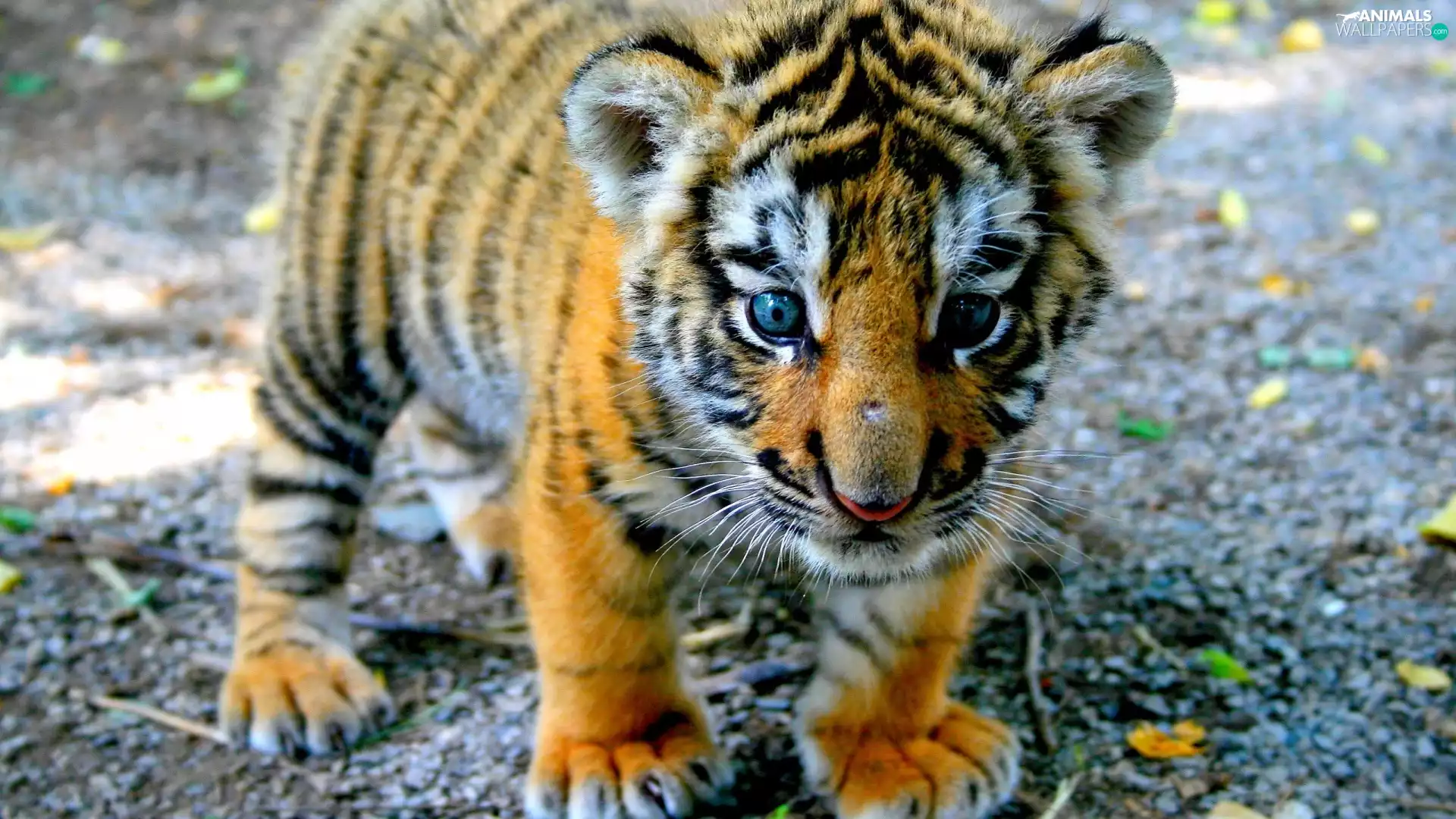 small, tiger