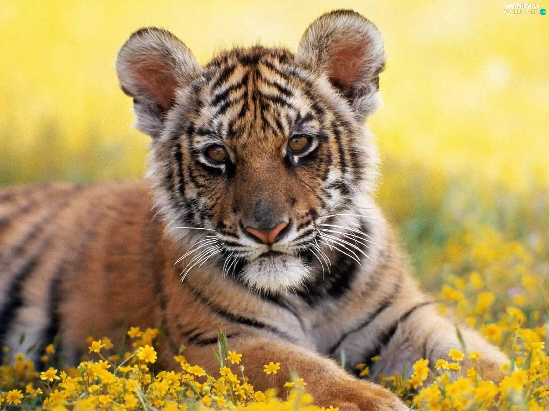 small, Tiger