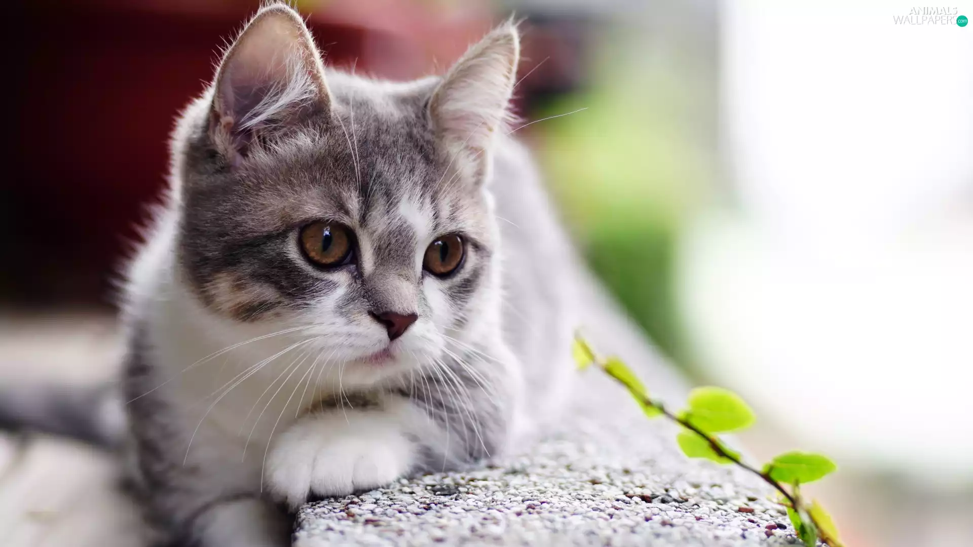 kitten, small, white and gray