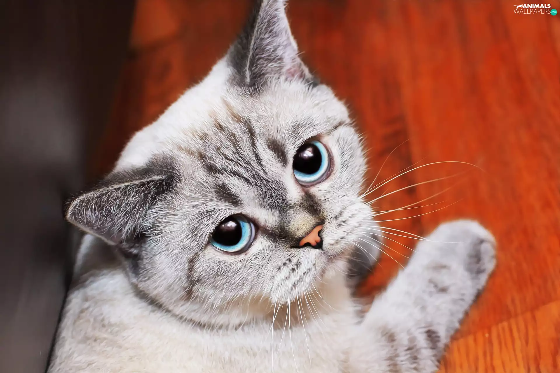 cat, Grey-White, Eyes, The look, blue, small