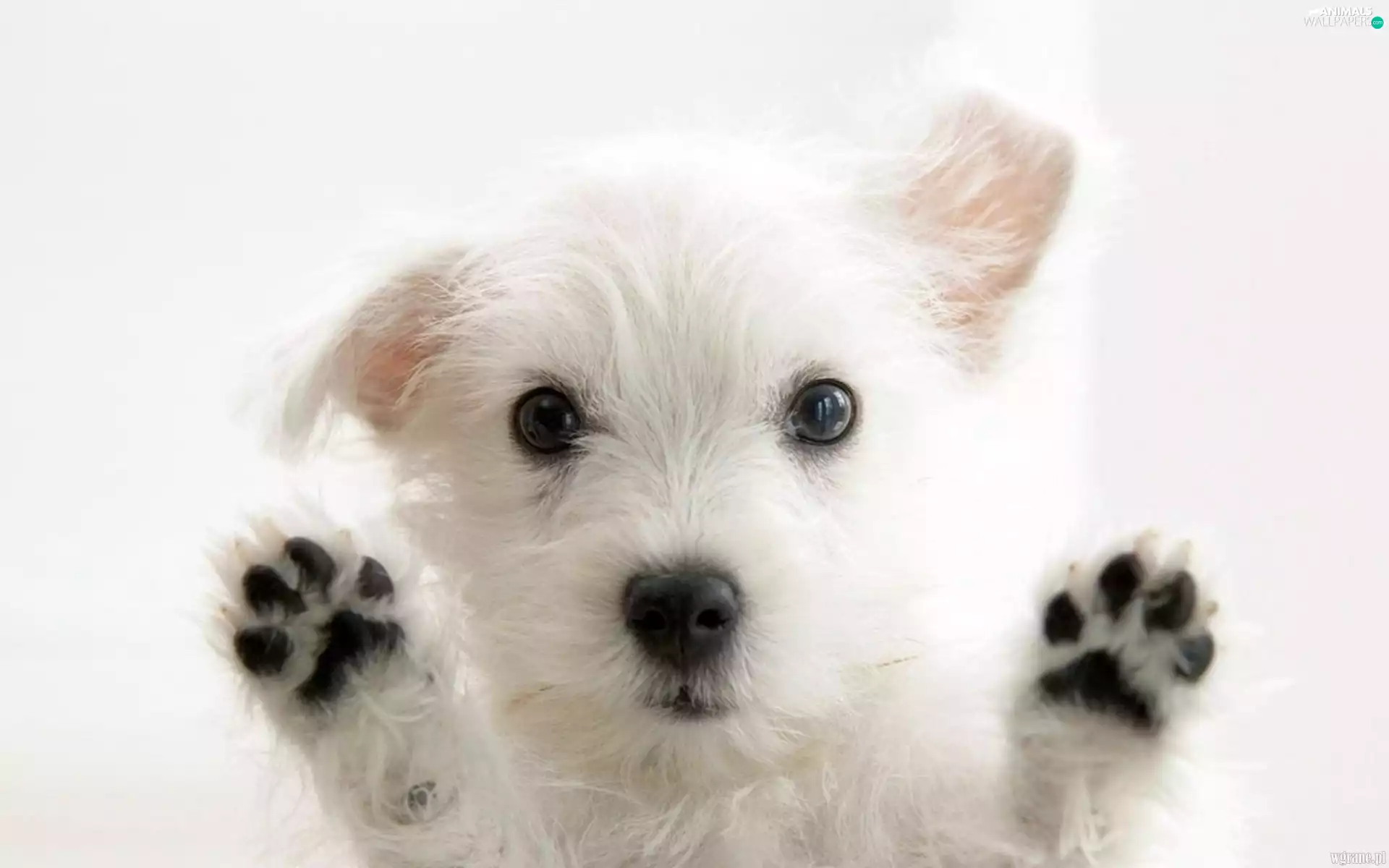 White, doggy, paws, small