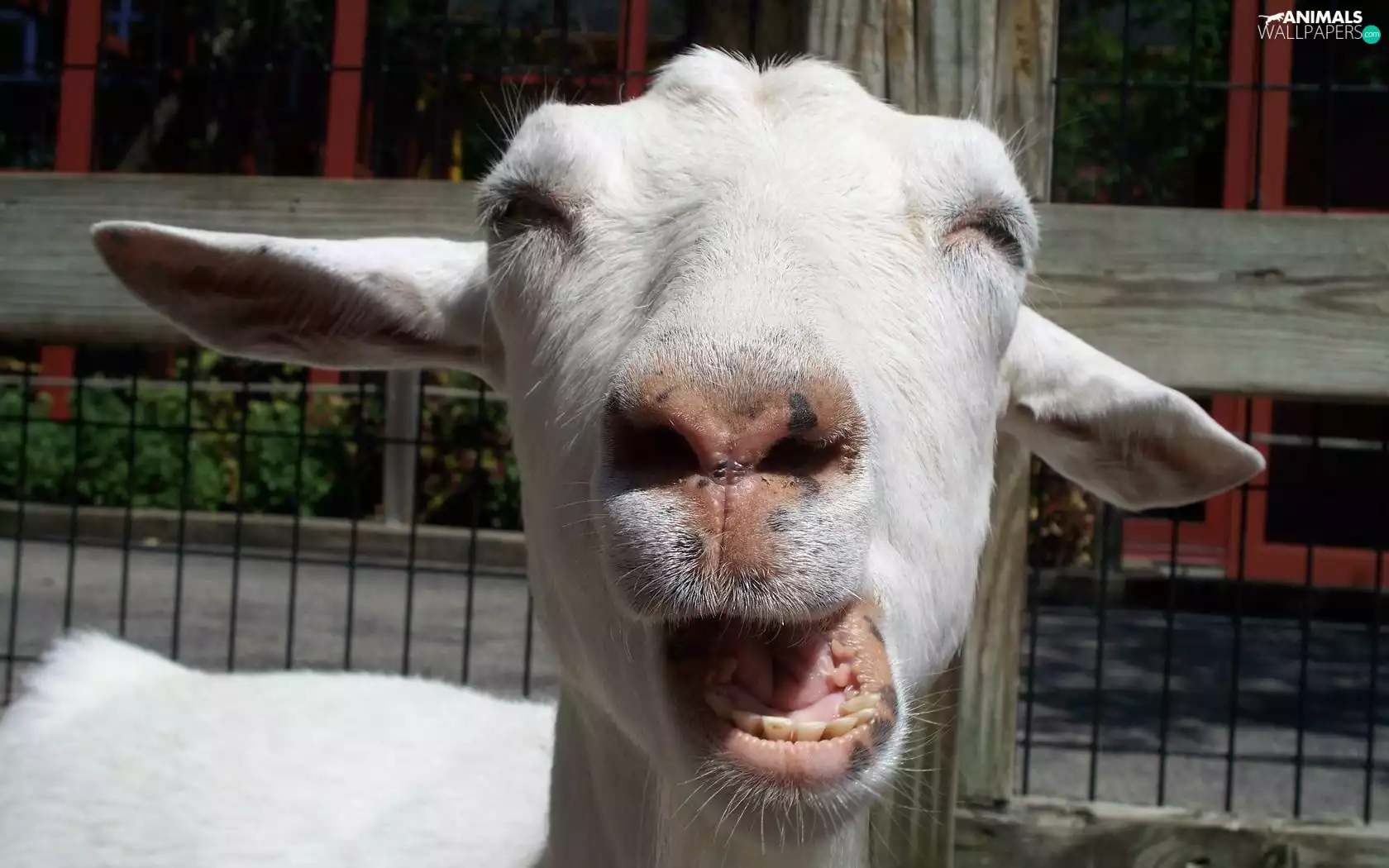 Smile, goat, Fance
