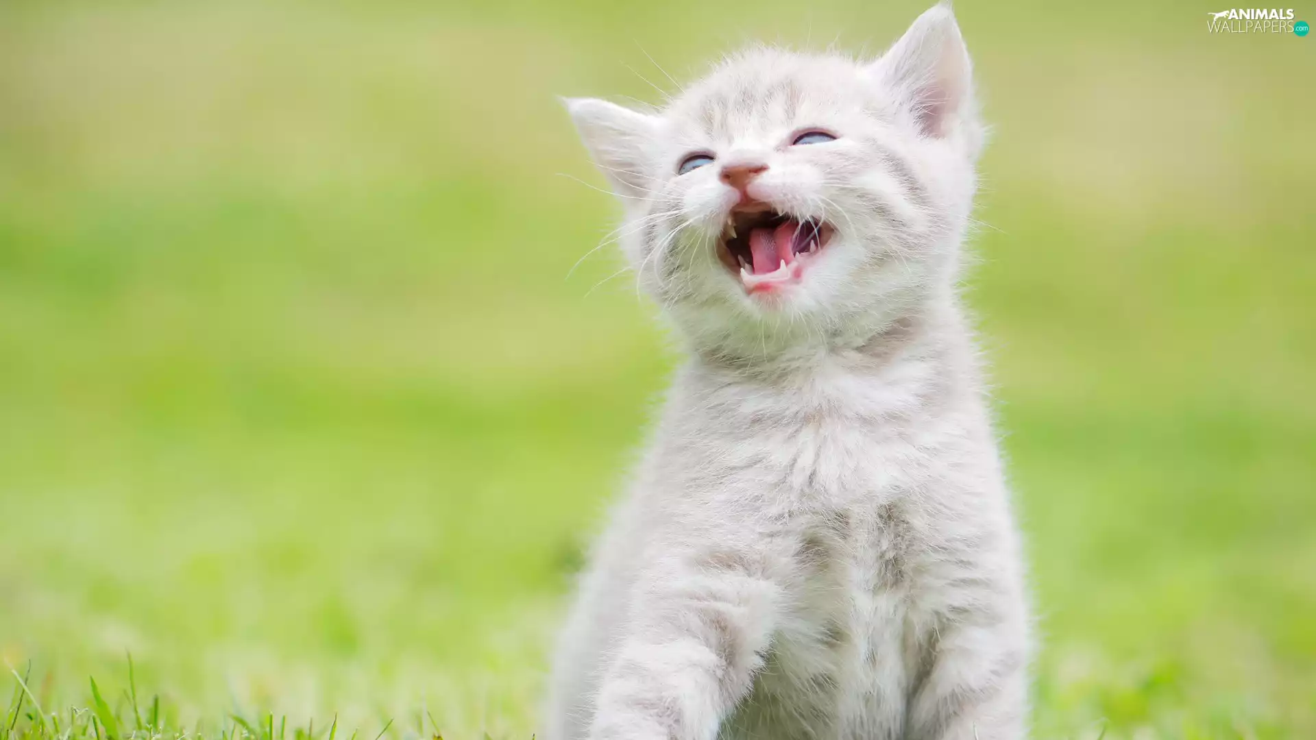 tooth, kitten, grass, Smile, small, Tounge, blur