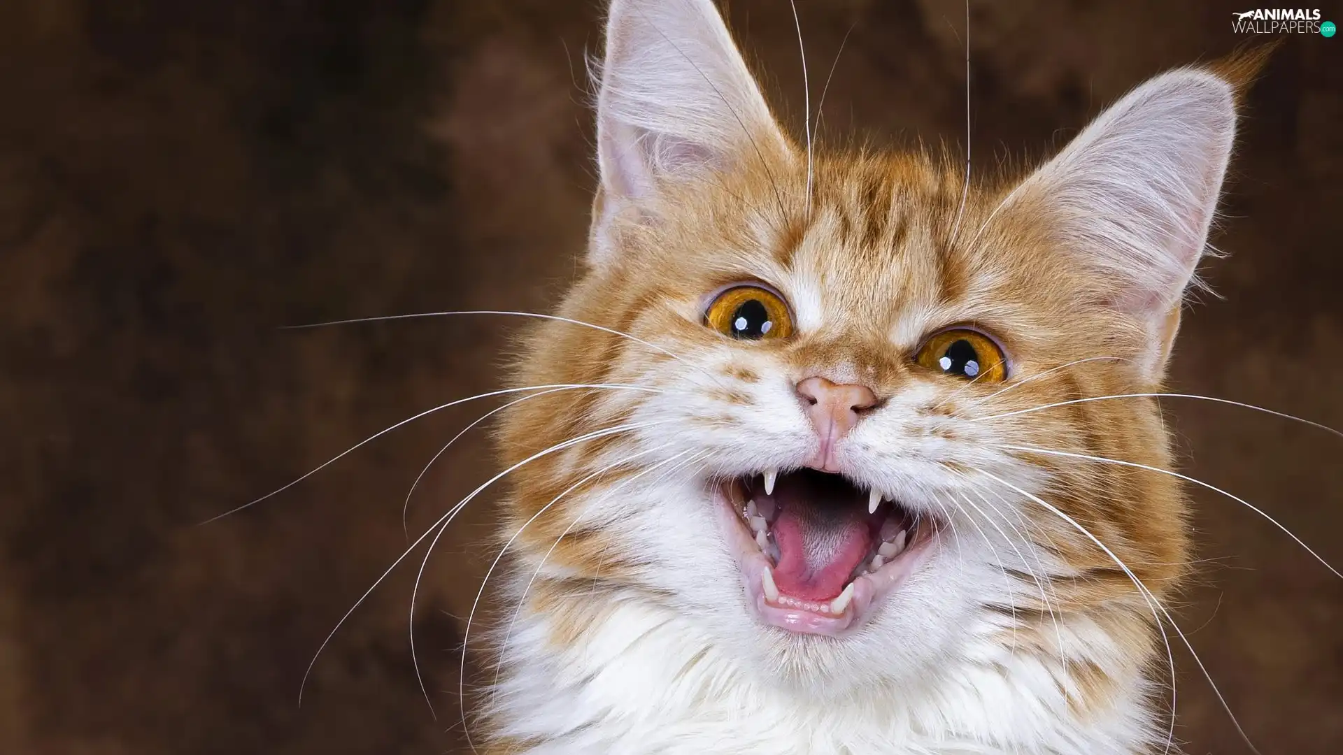 ginger, cat, mouth, smiling