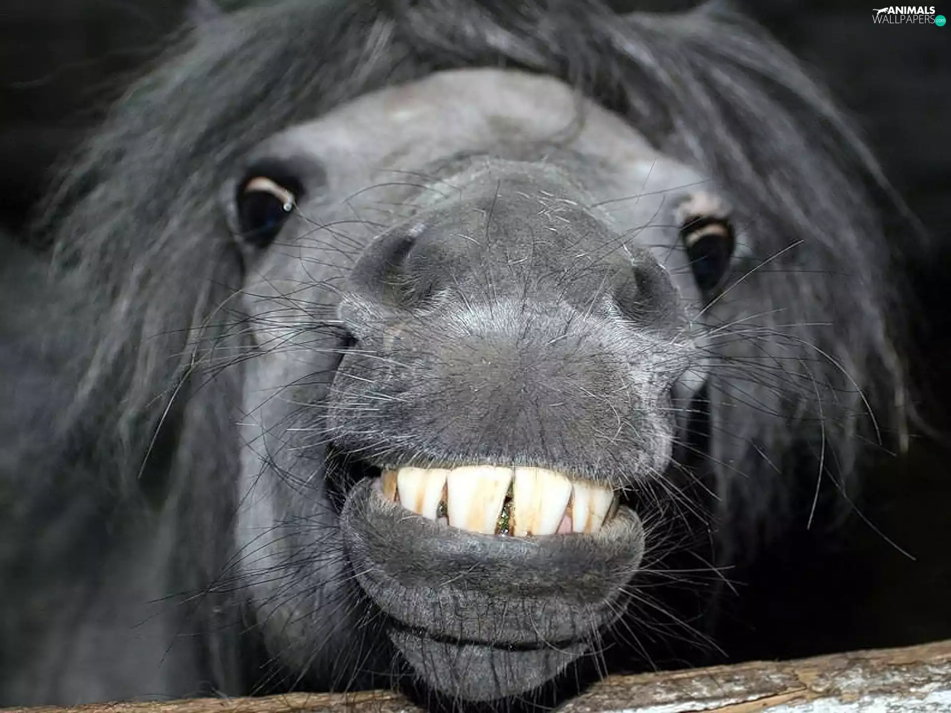 smiling, Horse