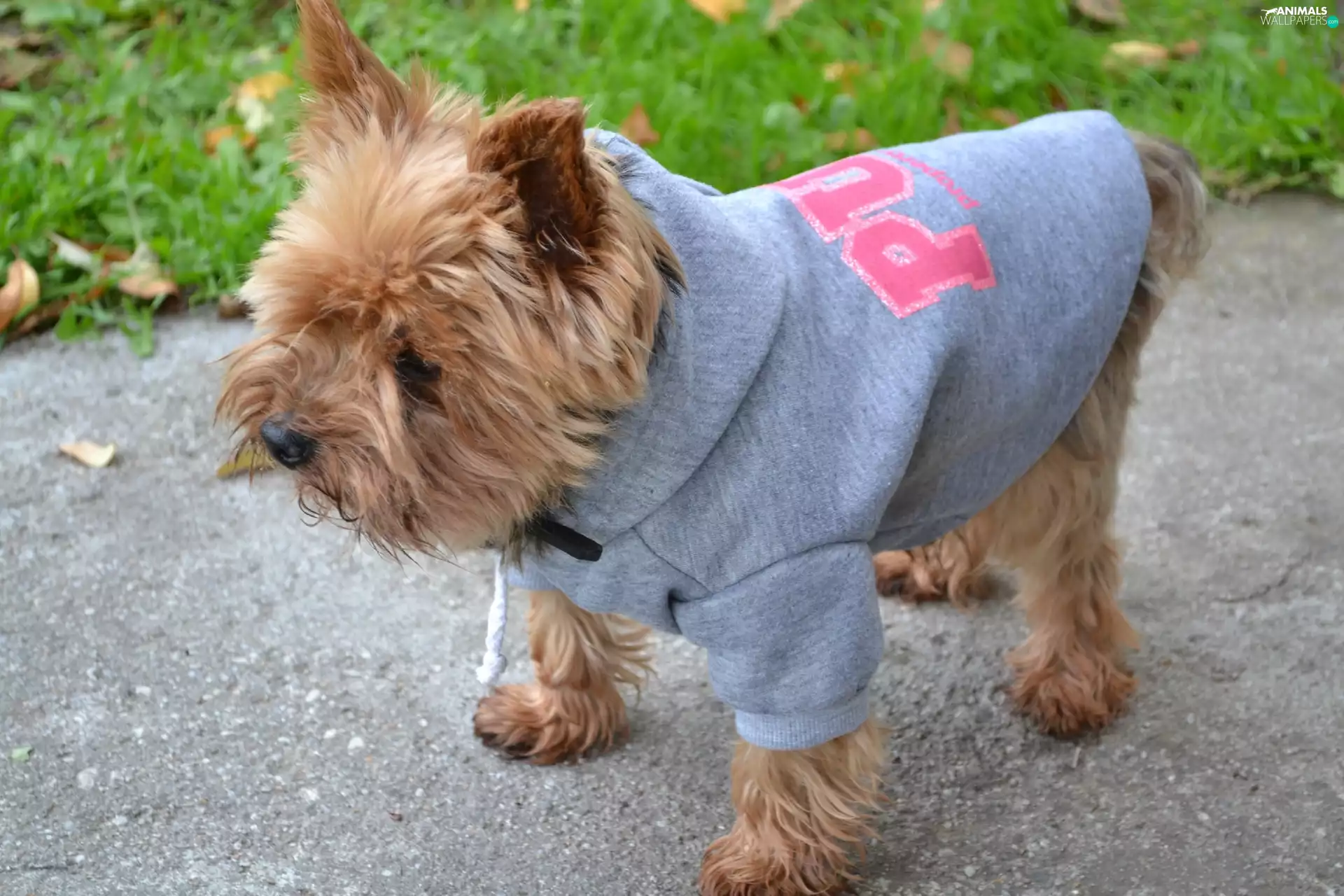 tunic, smock, sportsman, blouse, York