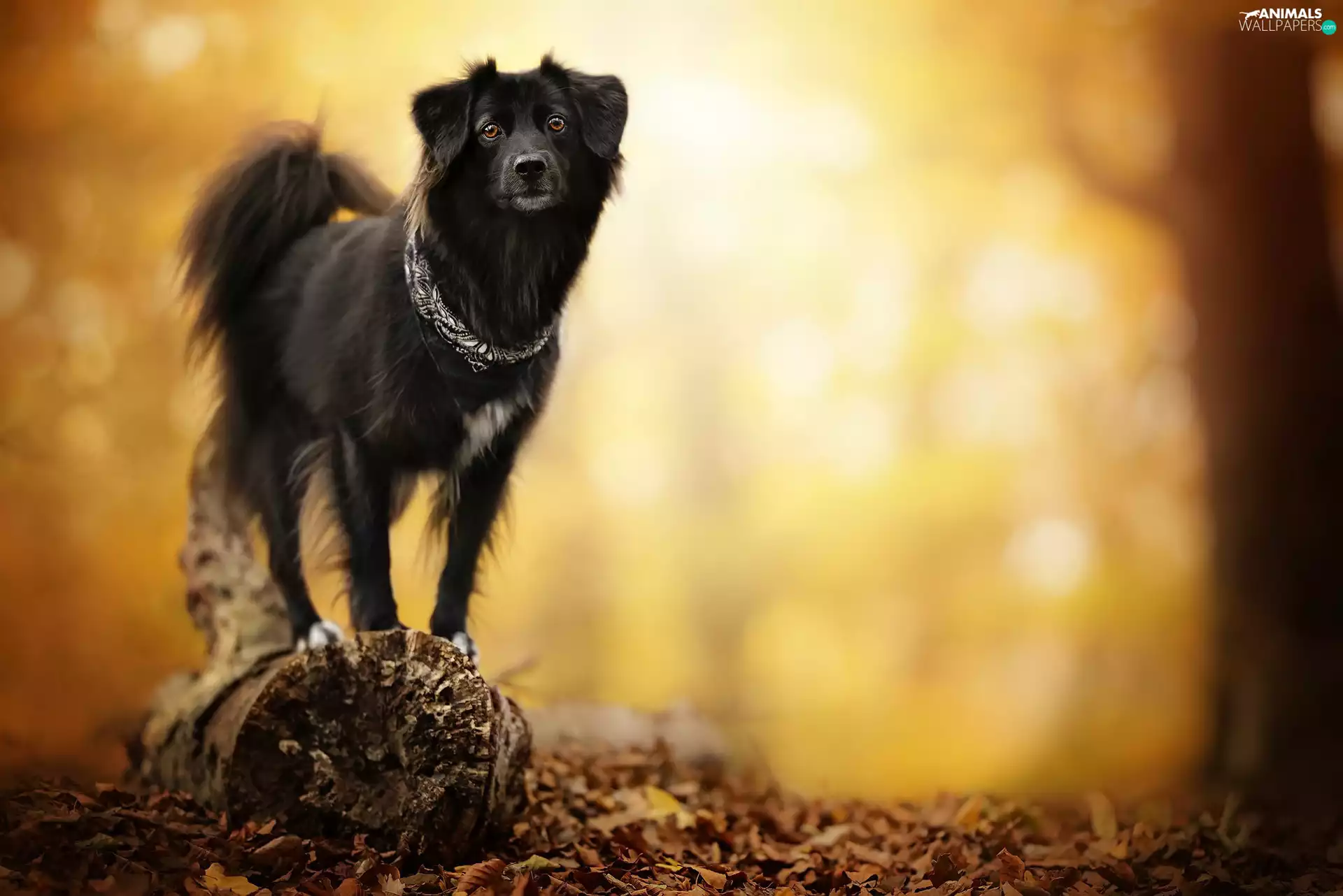 blurry background, dog, snag