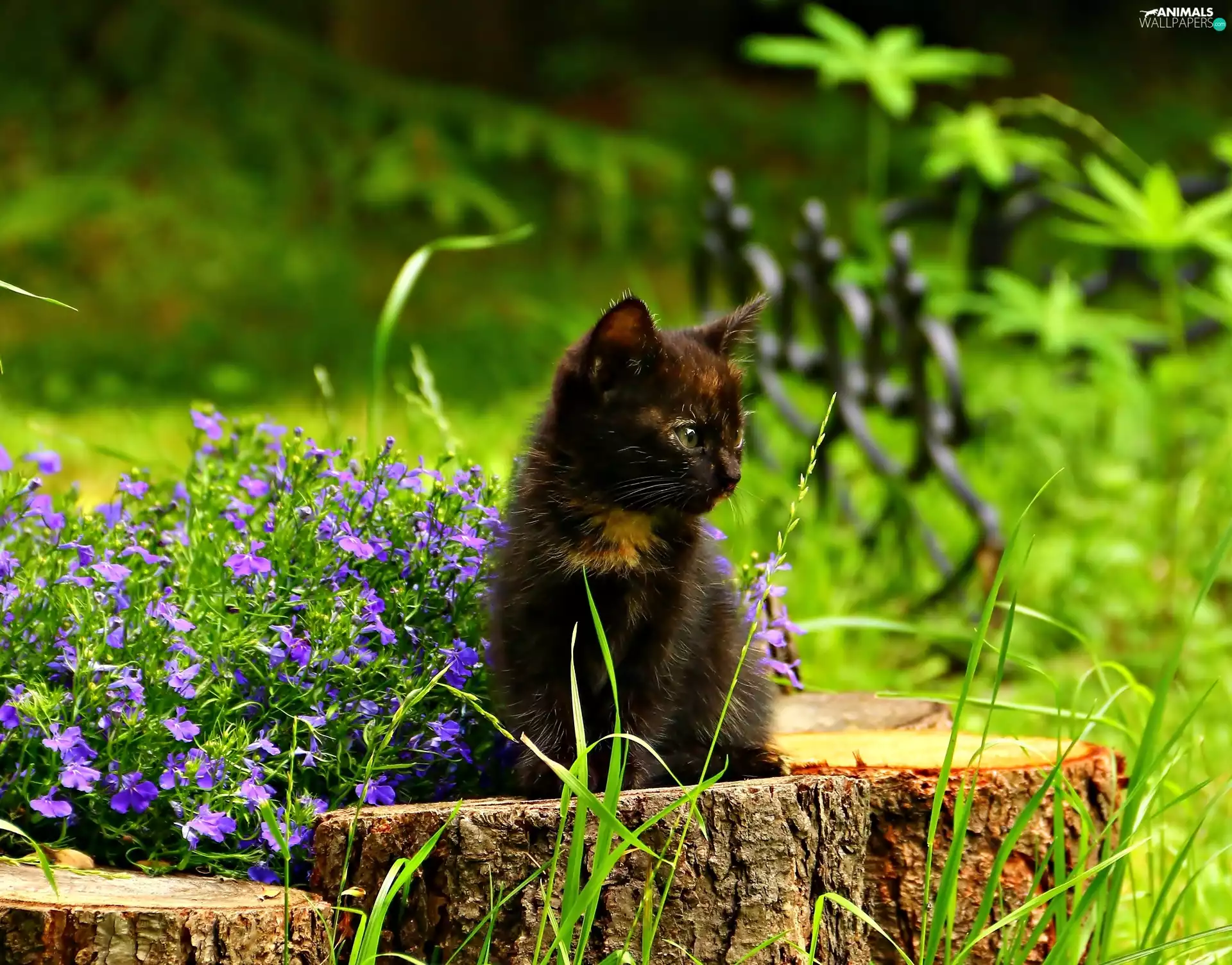 cat, purple, Flowers, snag