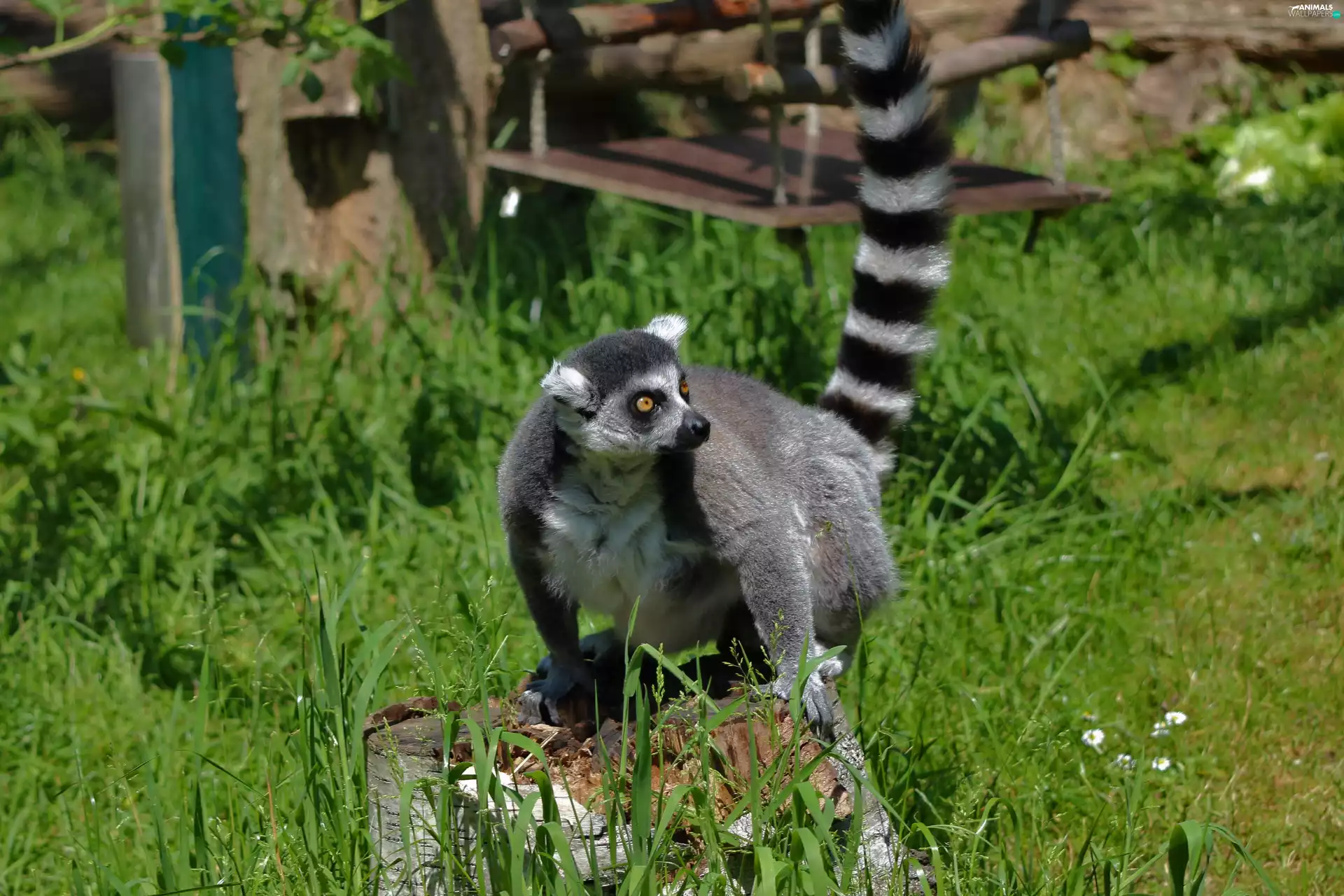 Swing, grass, lemur, snag