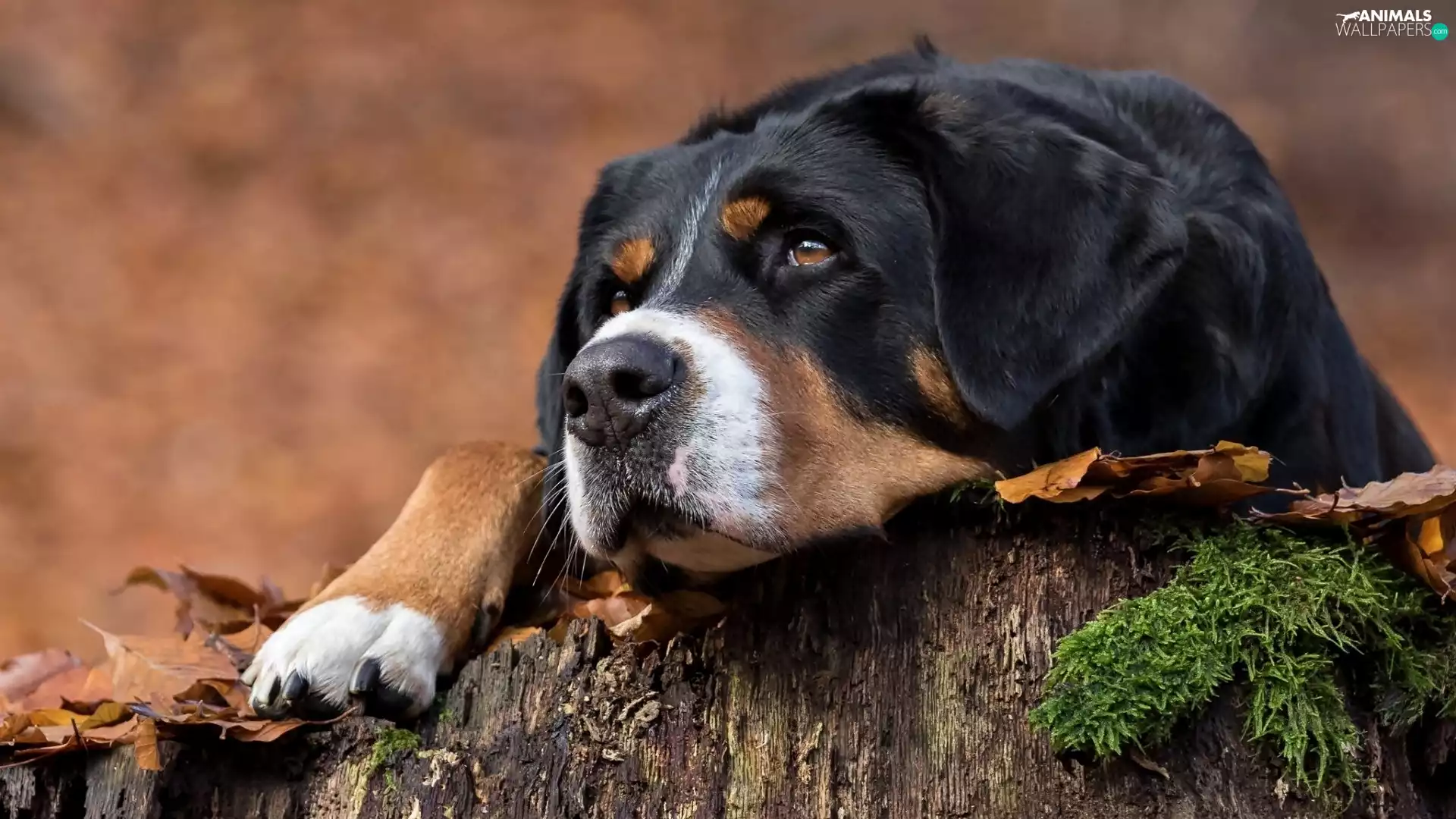 Swiss Mountain Dog, snag