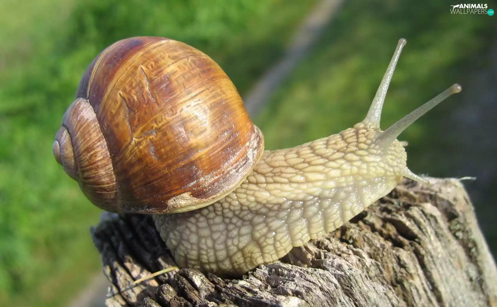 snail